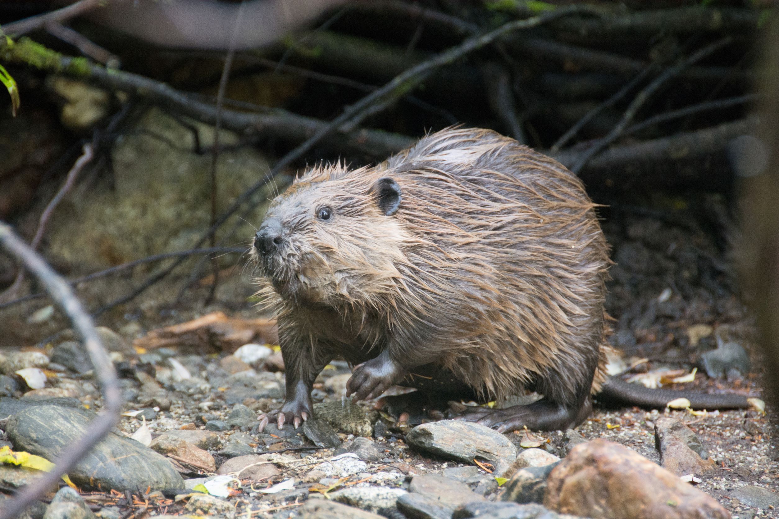 Wisconsin wildlife officials say controlling the state’s beaver population is key to healthy trout streams. But some conservation advocates are pushing back.
