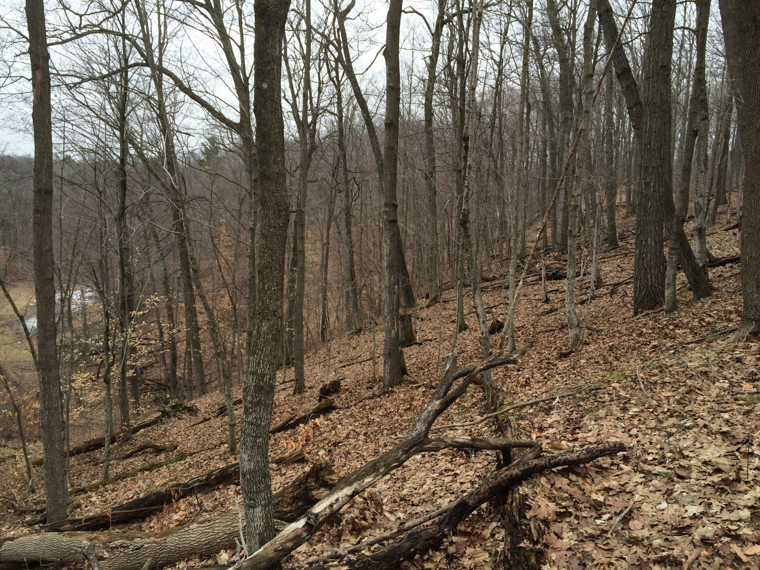 Wooded property in Manitowoc County