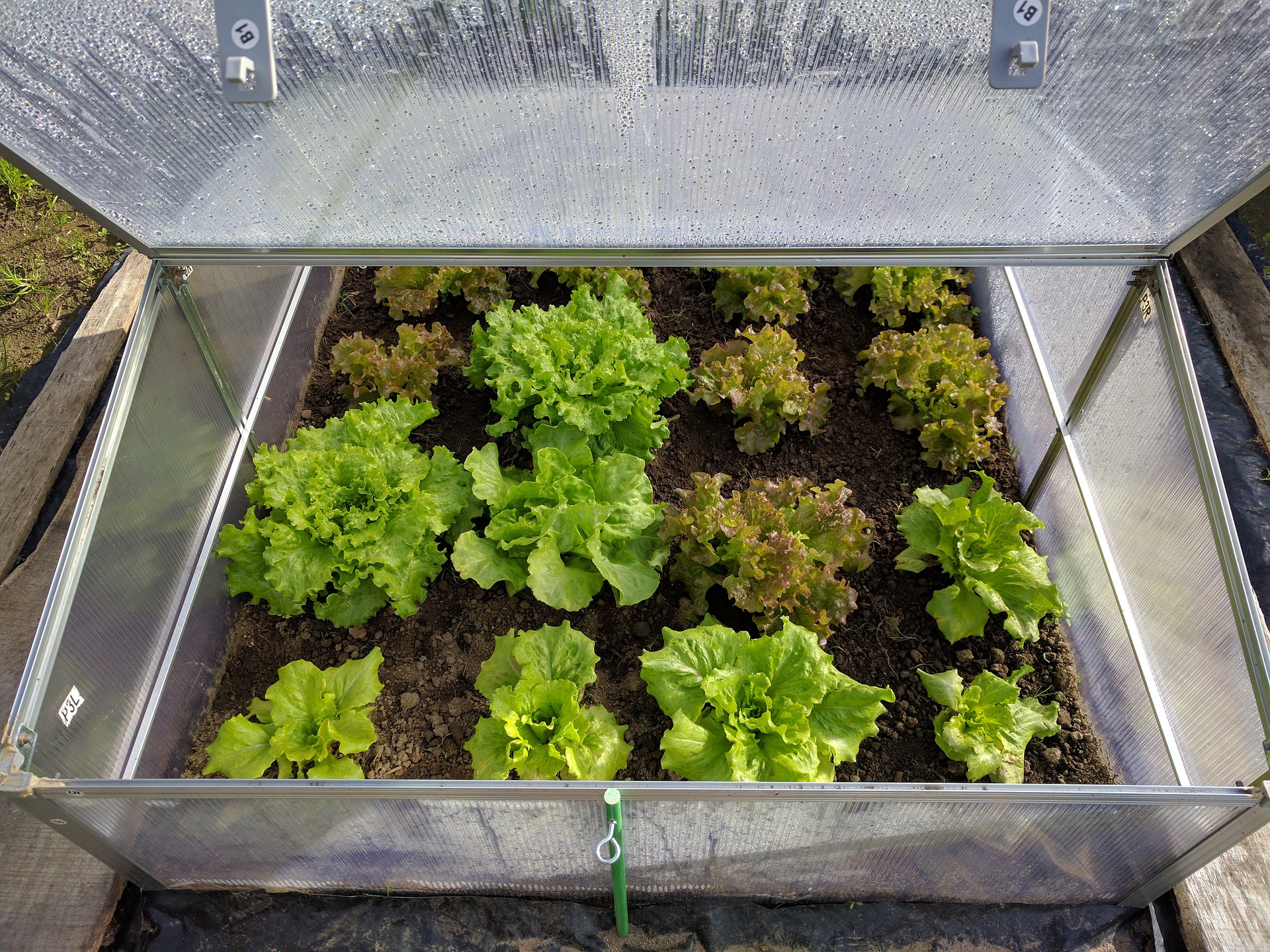 Lettuces growing in a cold frame.