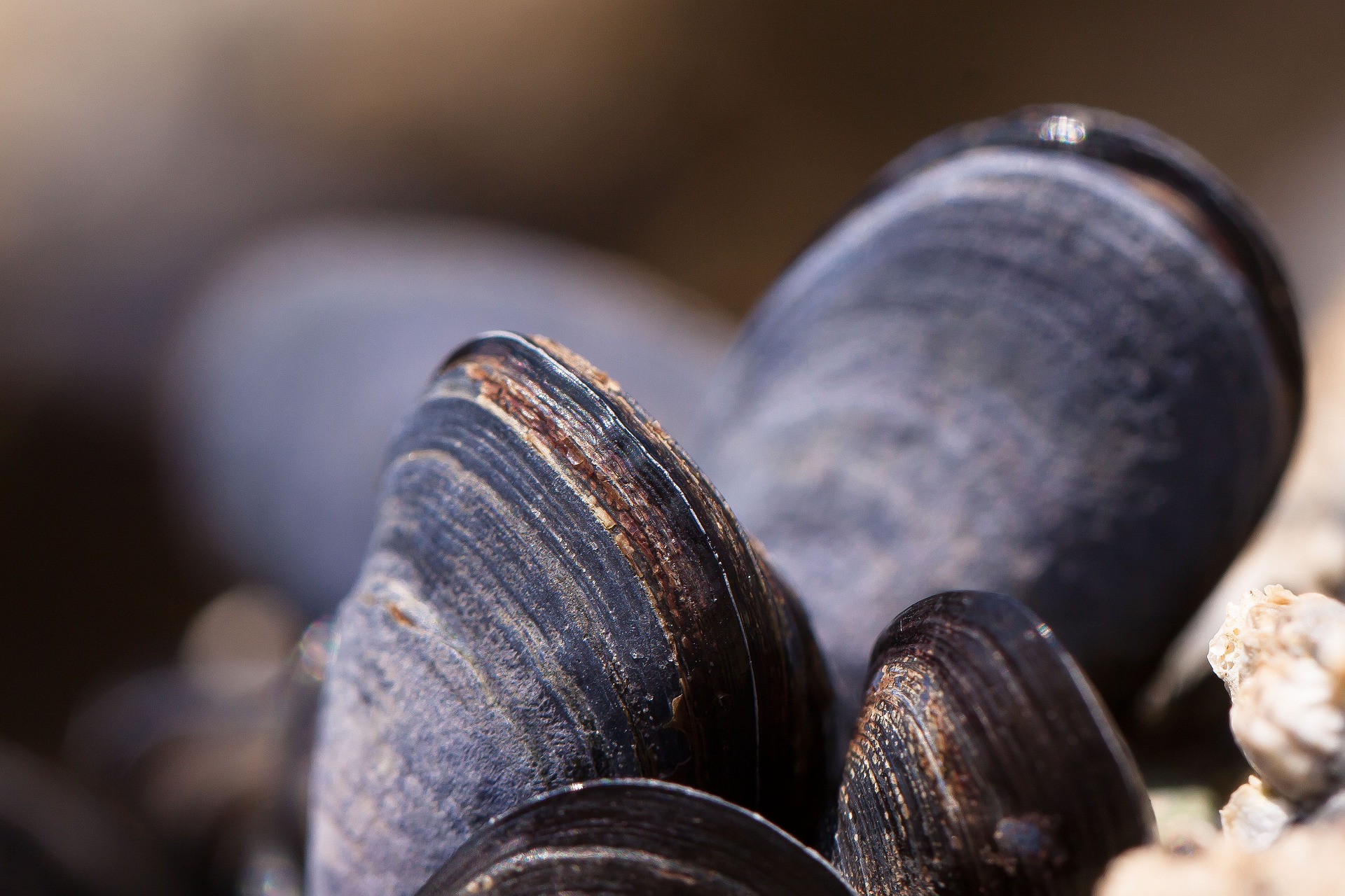 black mussels attached to a rock
