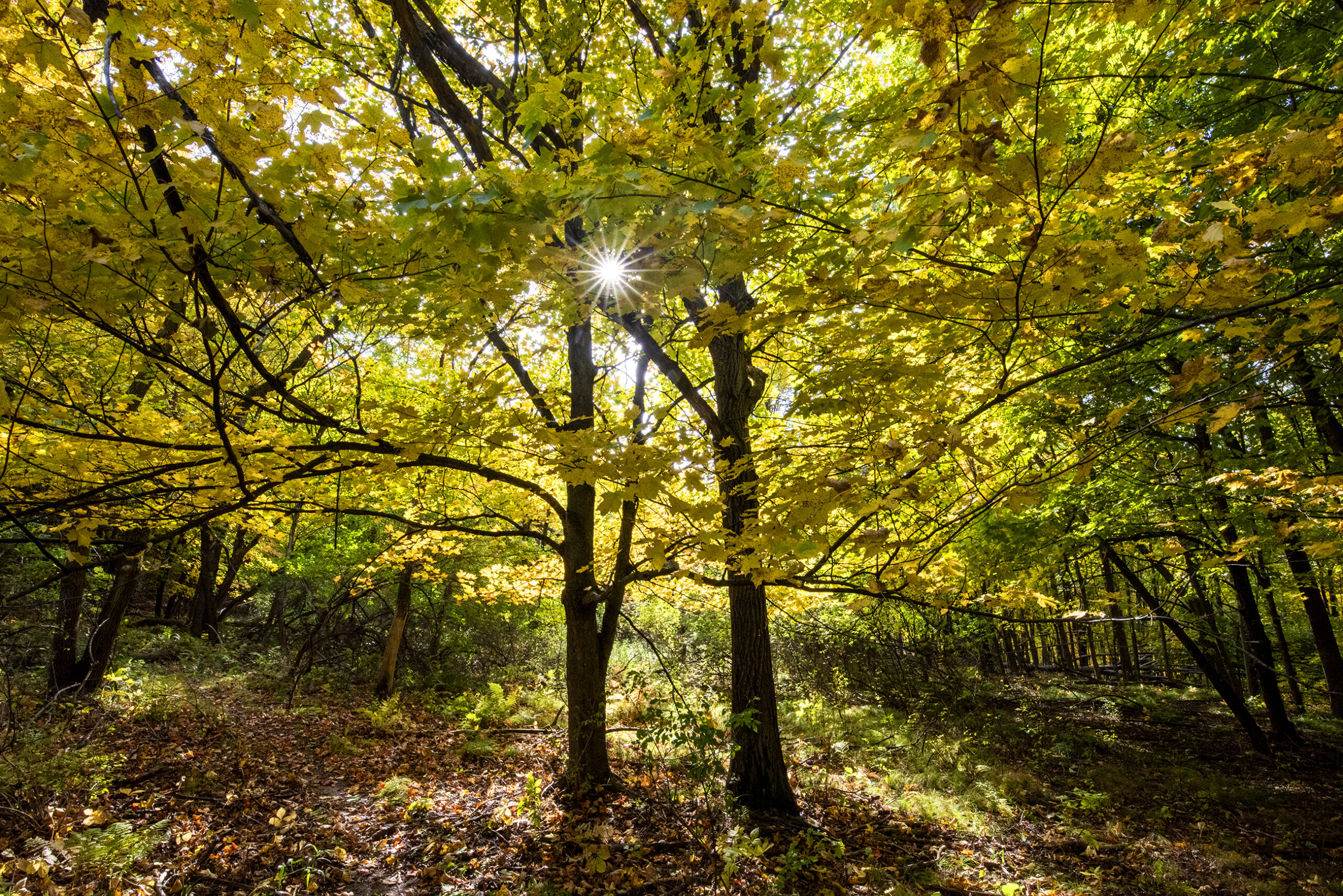 Two trees with yellow leaves are seen in a forested area. The sun shines through the leaves.