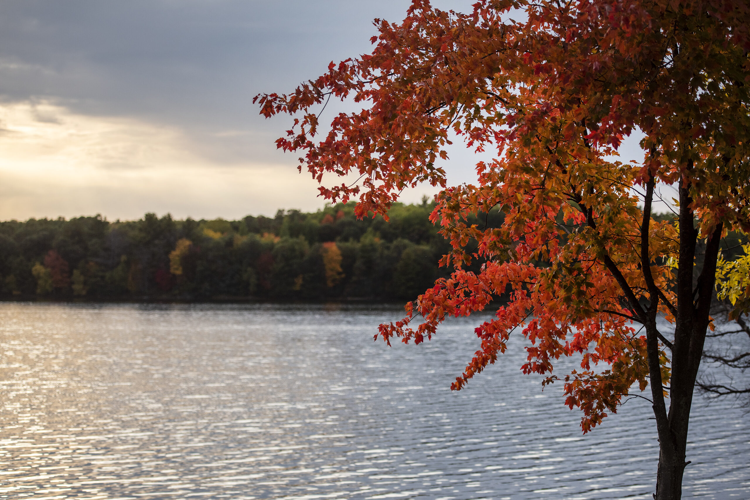 Water from a lake is the backdrop of a tree with bright red leaves.