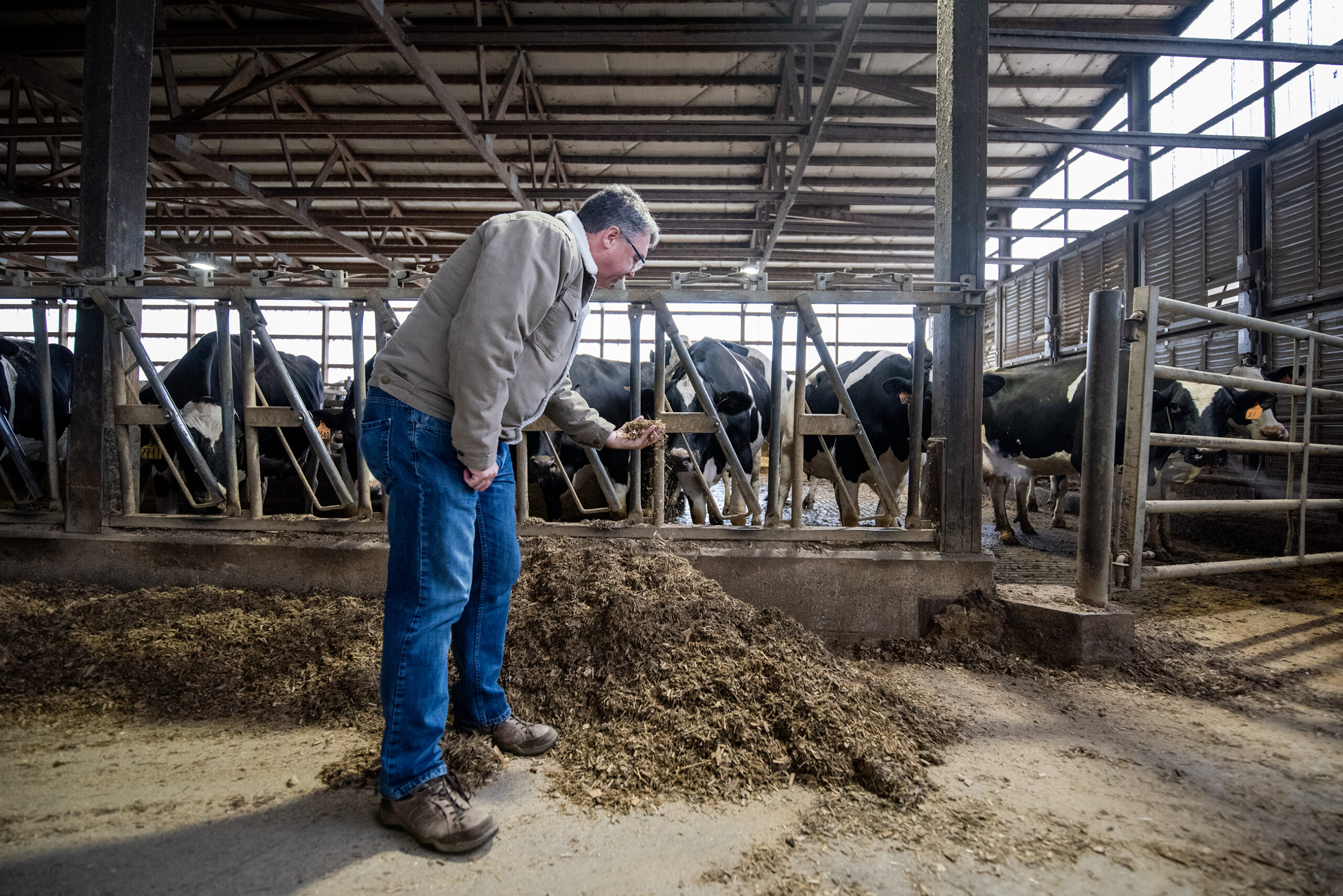 Brad Pfaff looks at cow feed in his hand while standing in a dairy barn.
