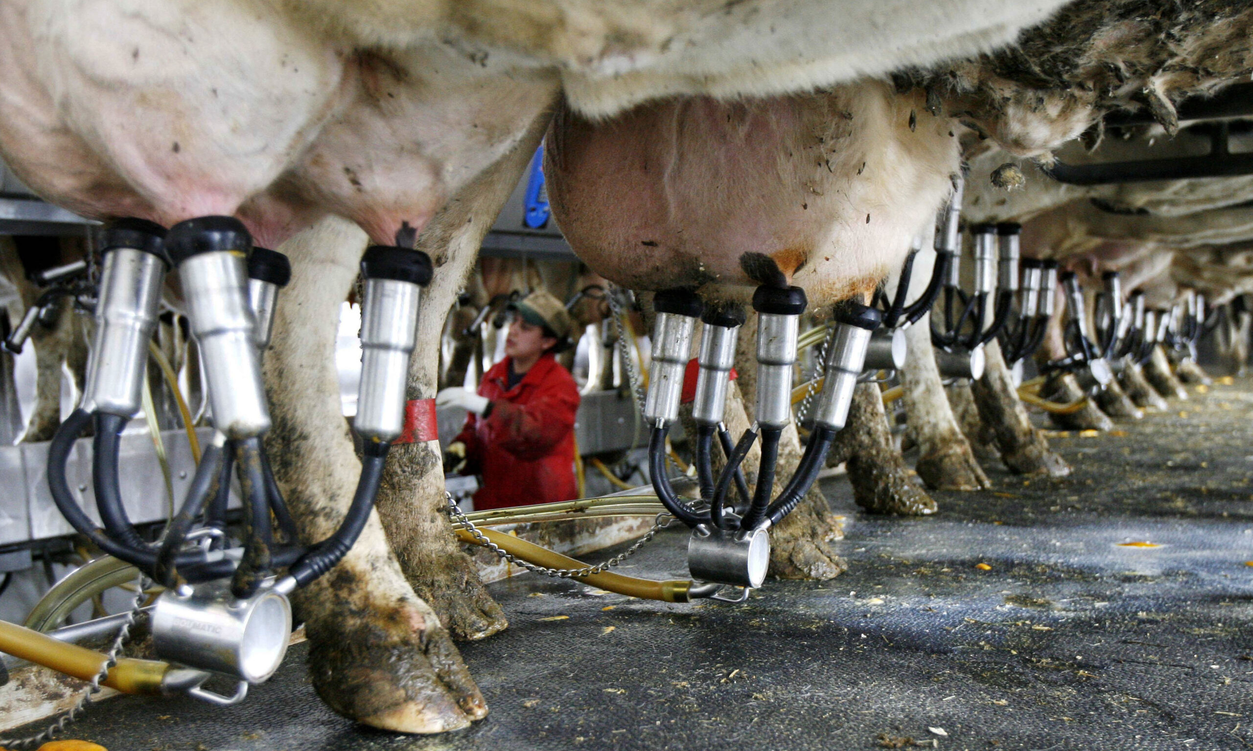 ‘More than just a job’: Wisconsin dairy industry focused on workforce amid state’s labor shortage
