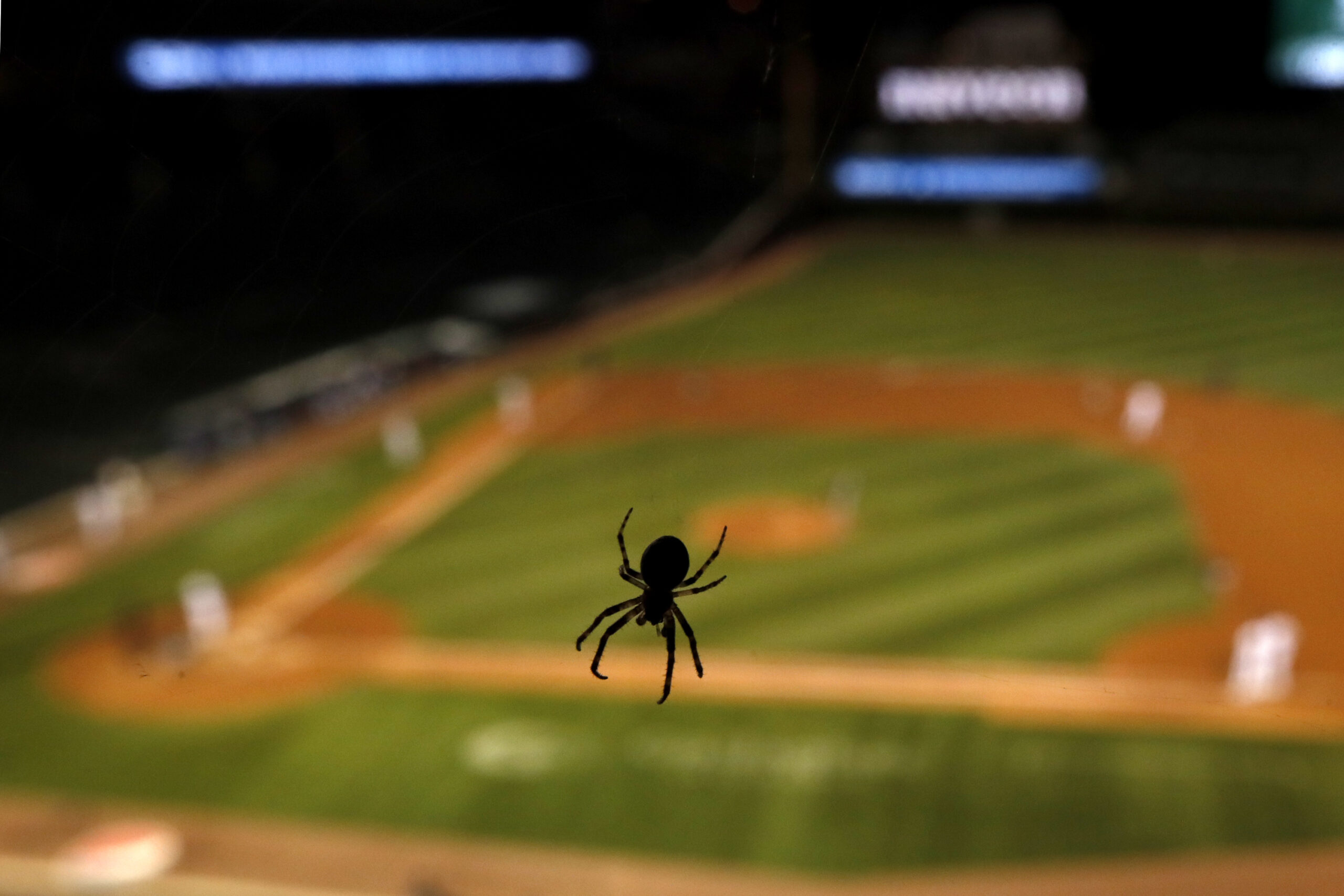 A spider spins a web at Wrigley Field during a baseball game