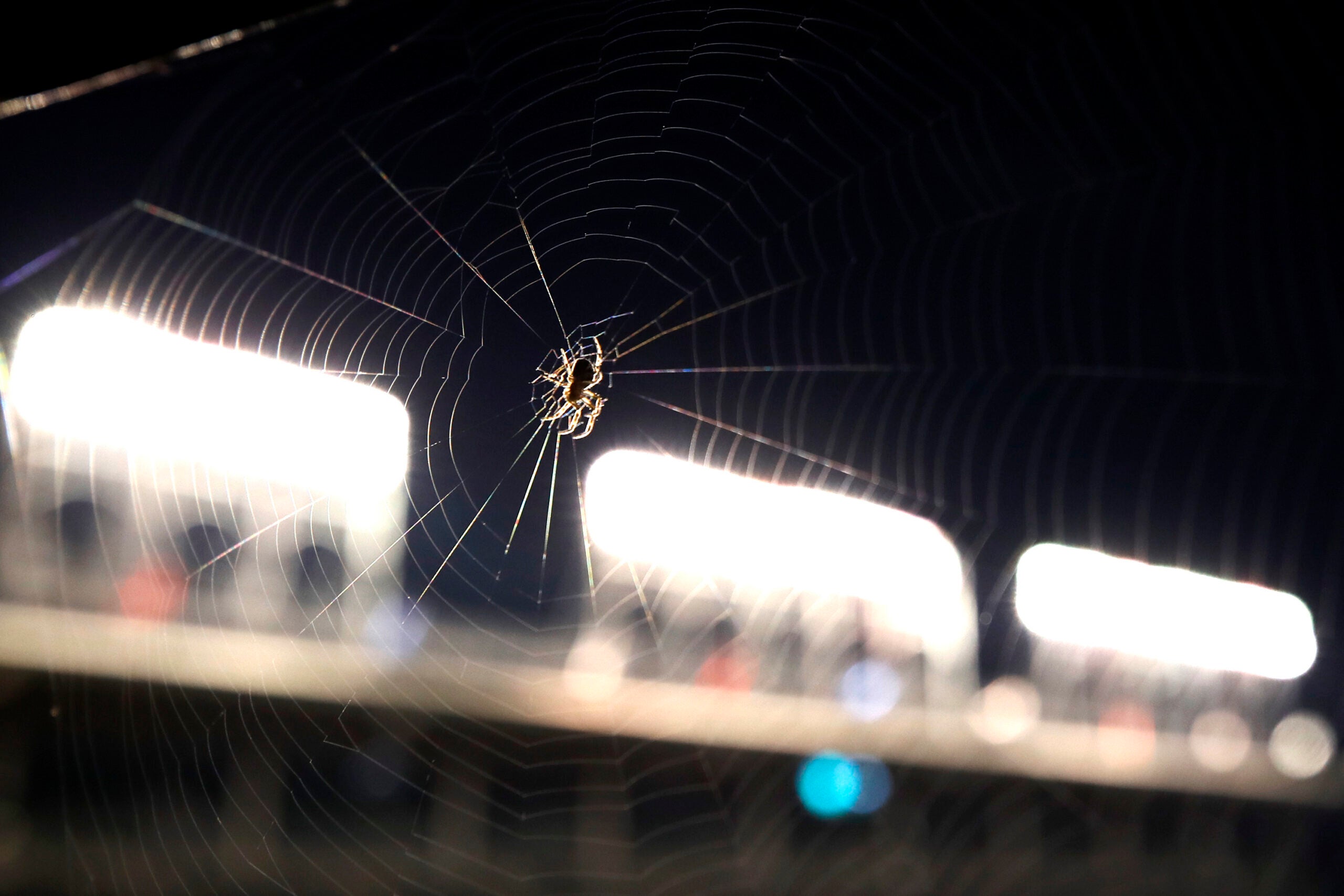 A spider spins a web at Wrigley Field during a baseball game
