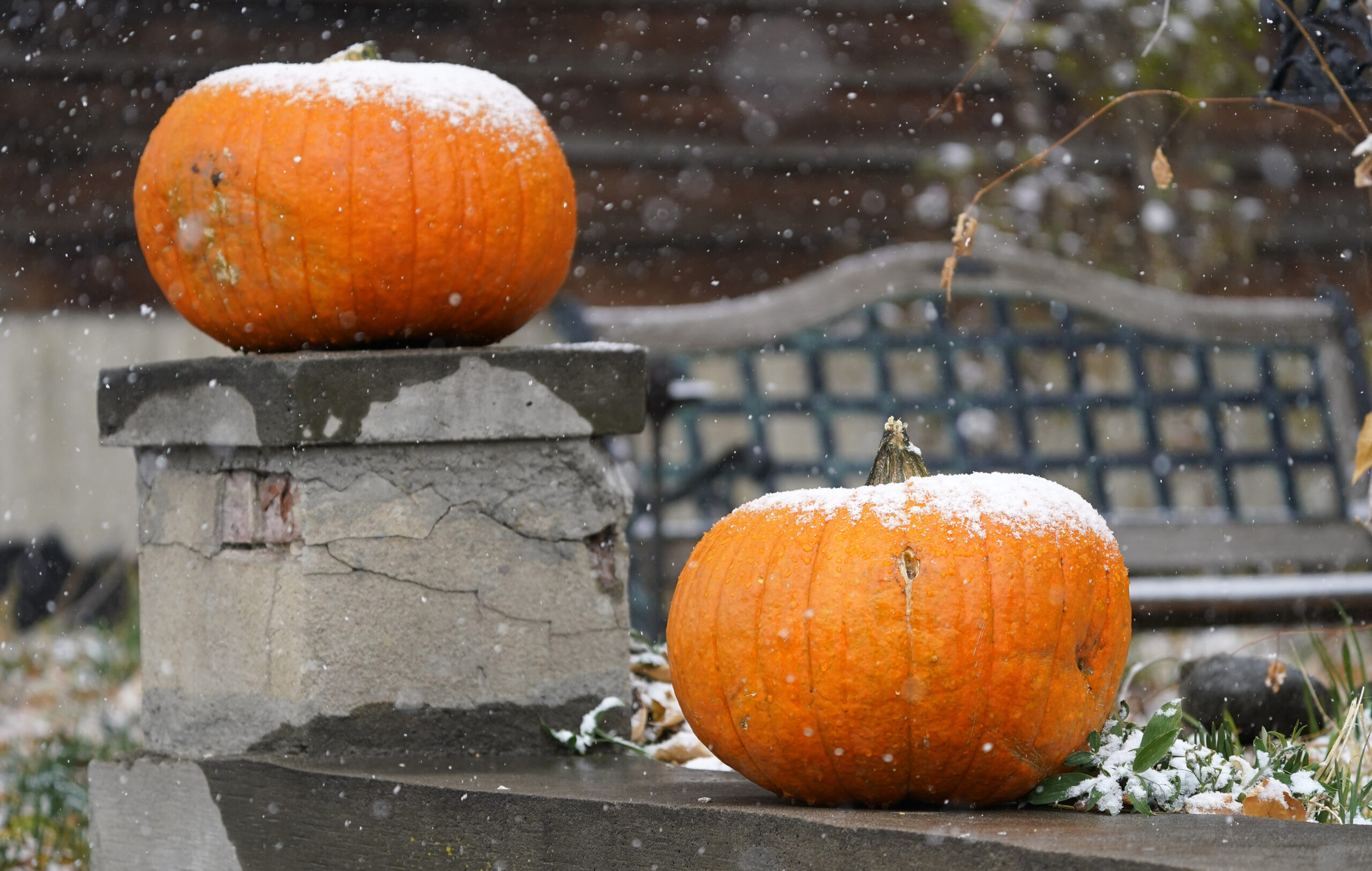 A dusting of snow covers pumpkins