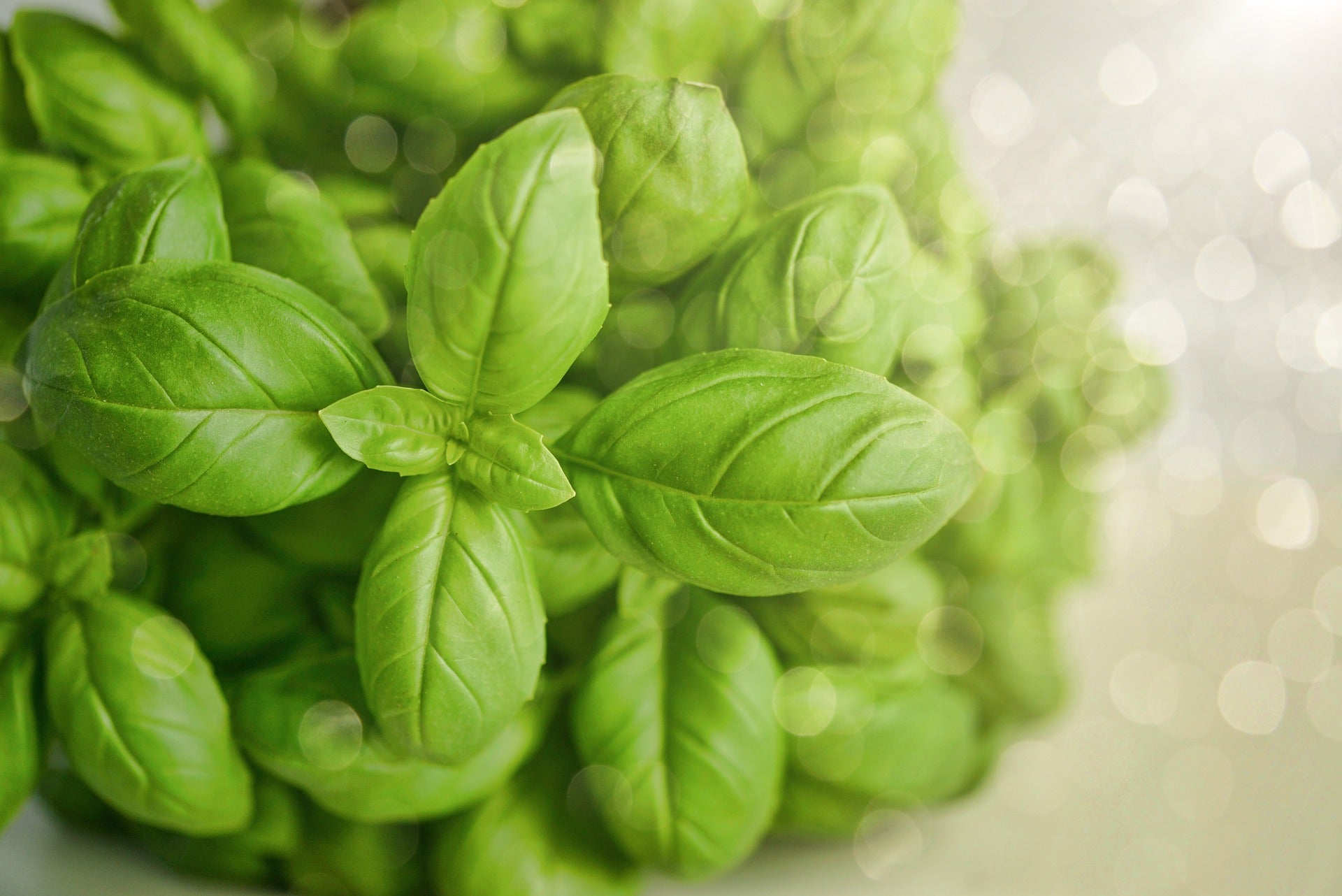 Bunch of basil.