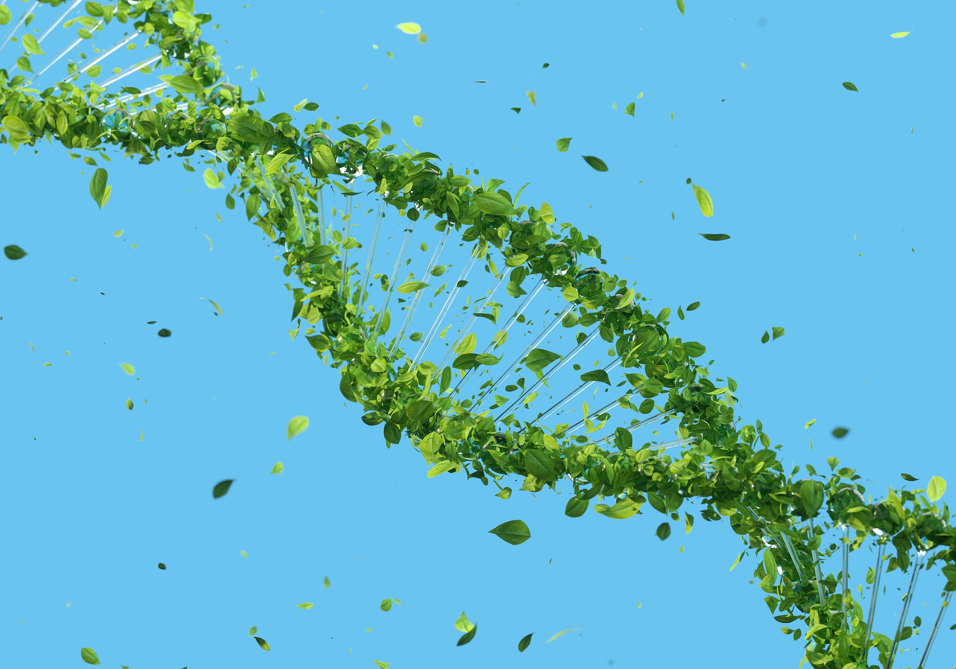 Double DNA helix made with leaves.