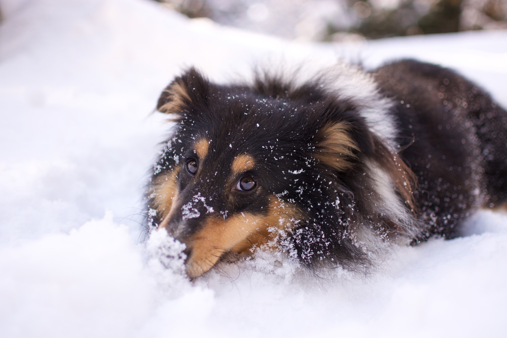 A dog sits partially burried in snow.