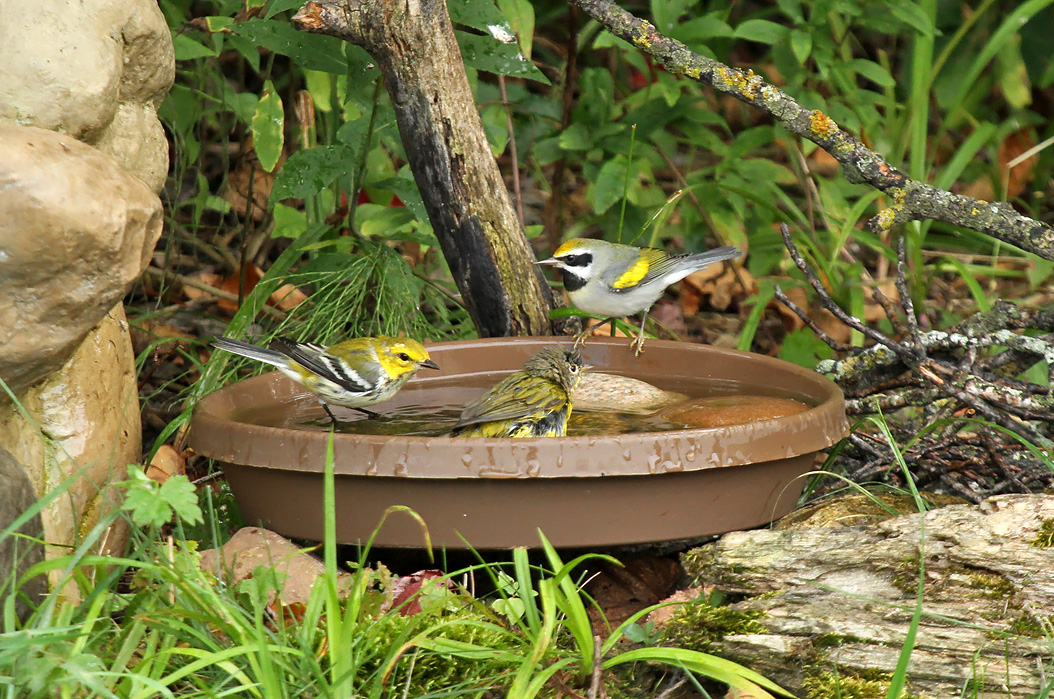 Three yellow birds sit in a bird bath.