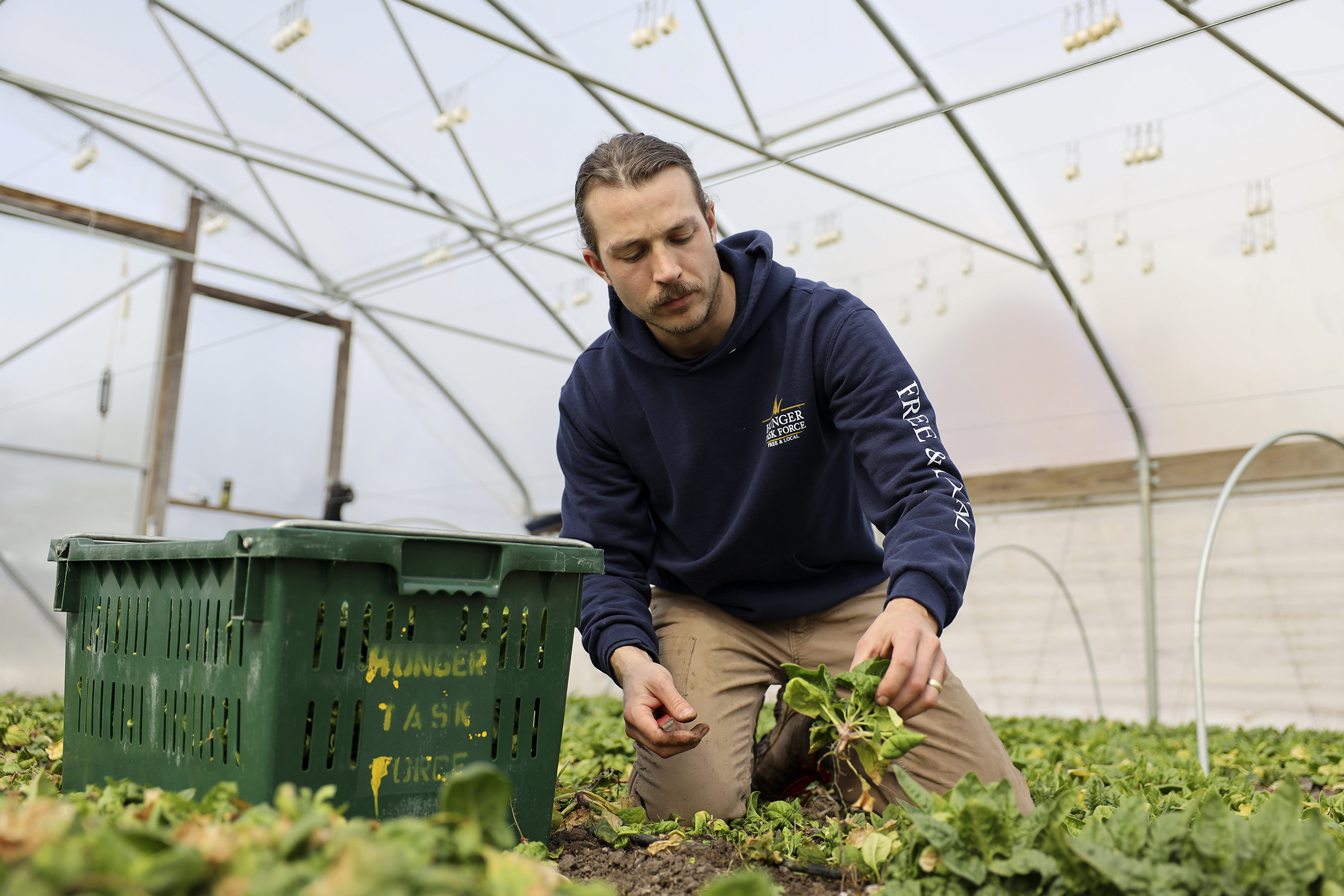 Jordan Leitner harvests spinach