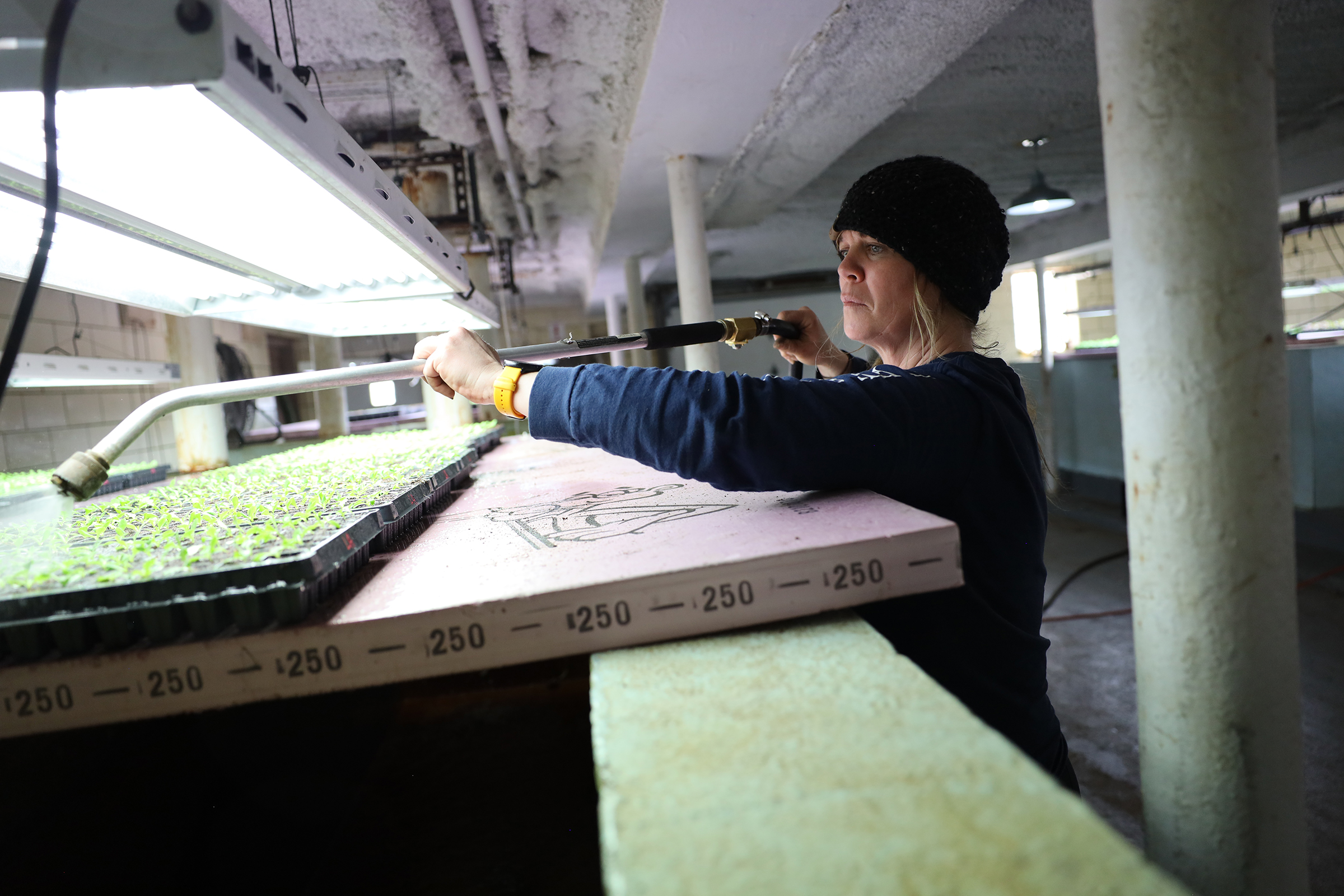 Sarah Bressler waters lettuce seedlings