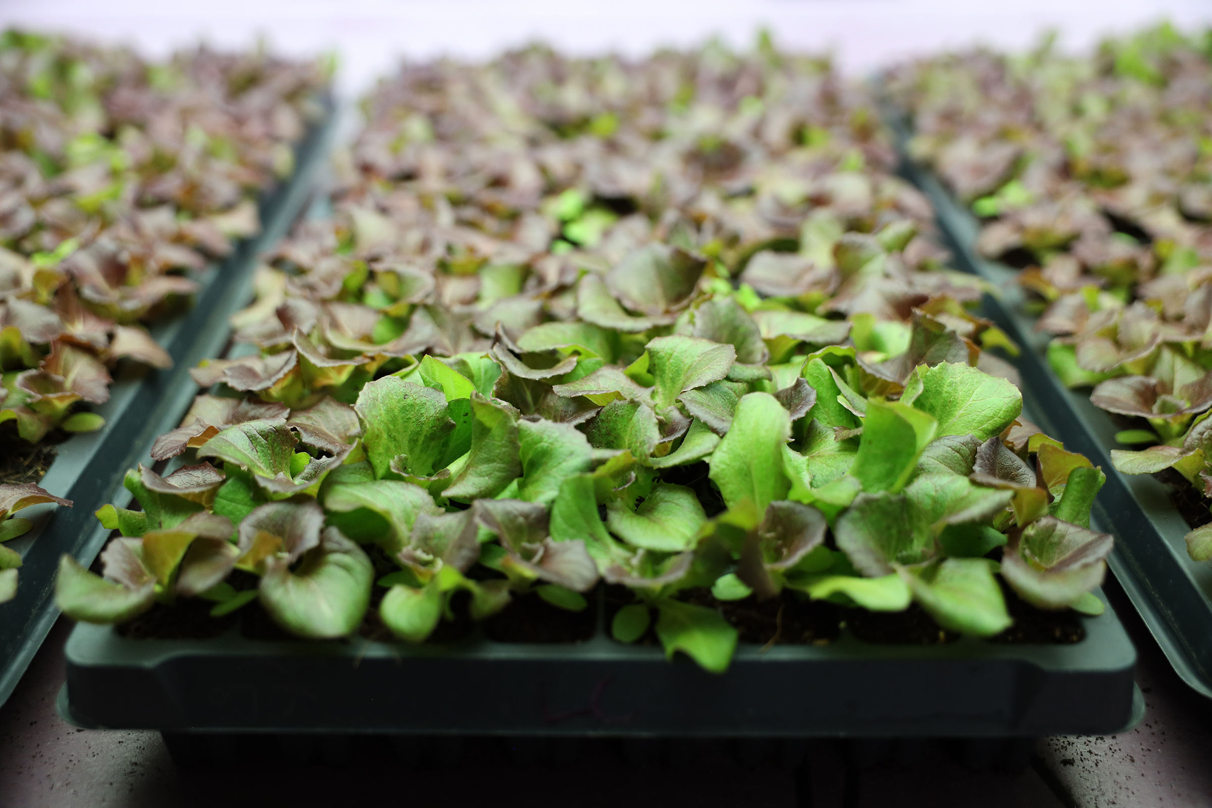 Lettuce seedlings