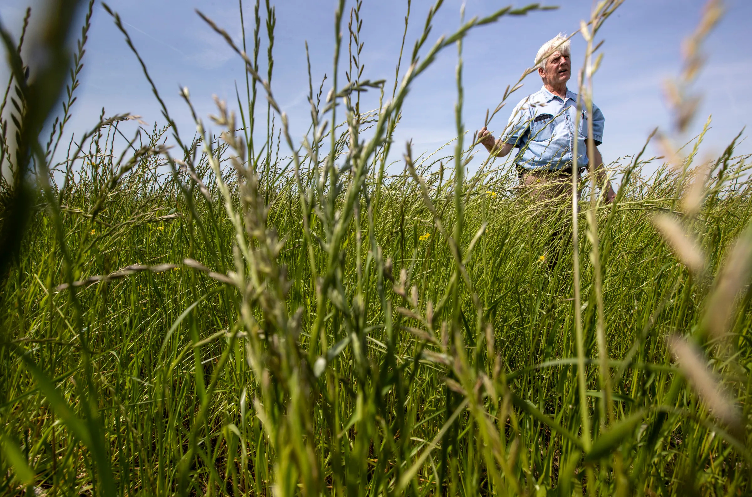 Farmer Ray McCormick stands among annual rye grass on his land