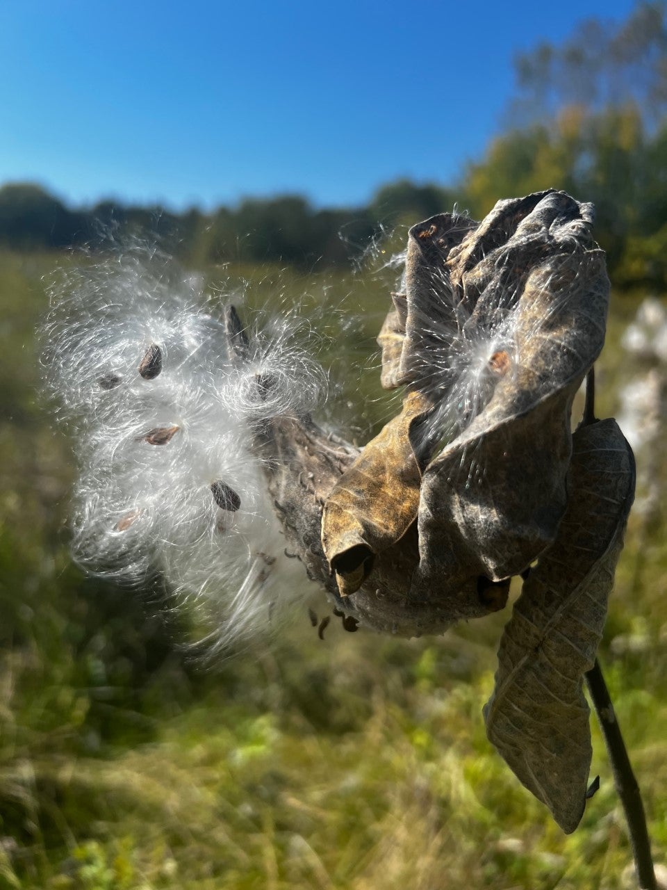 Milkweed seeds on plant.