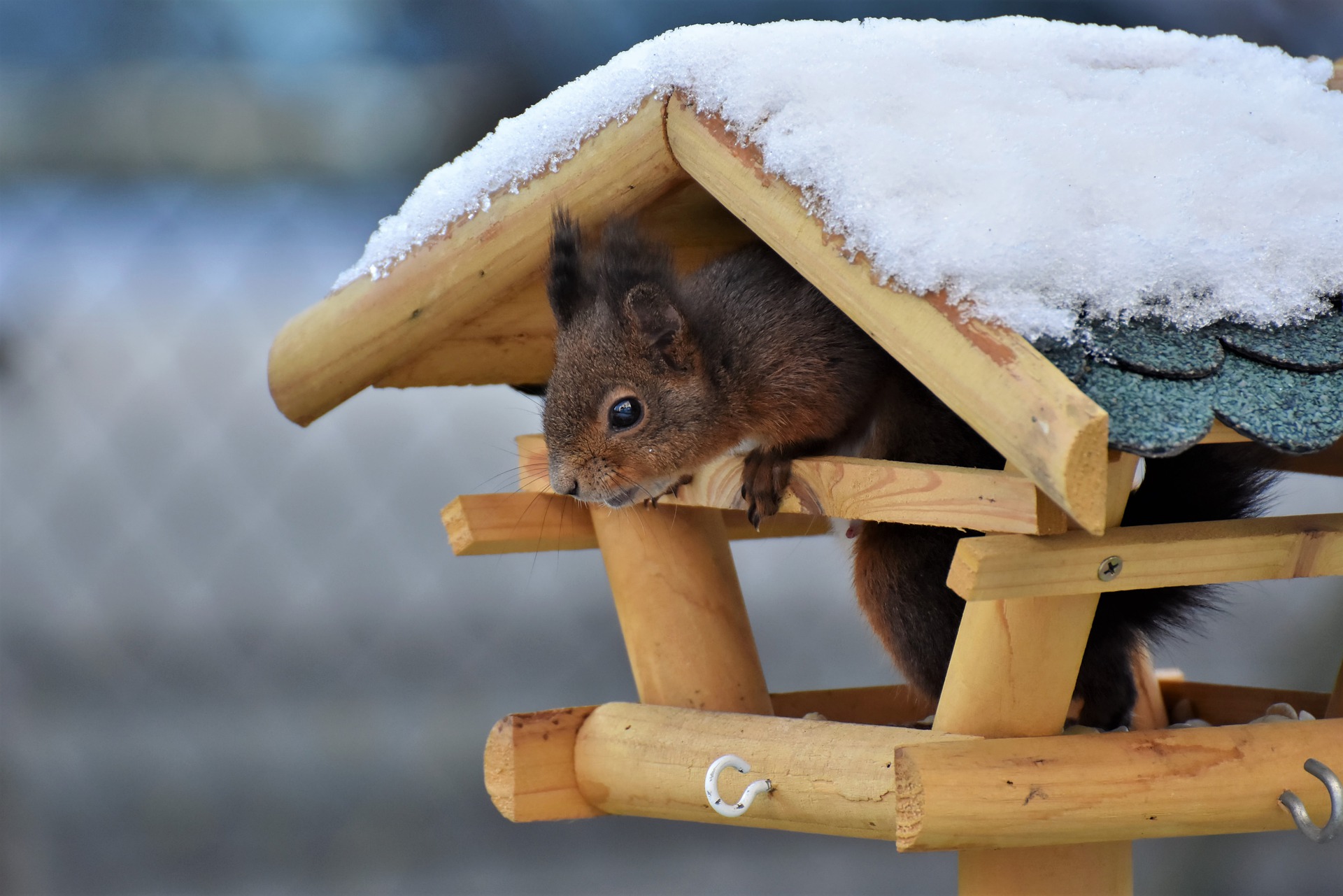 A squirrel peaks out of a little house covered in snow