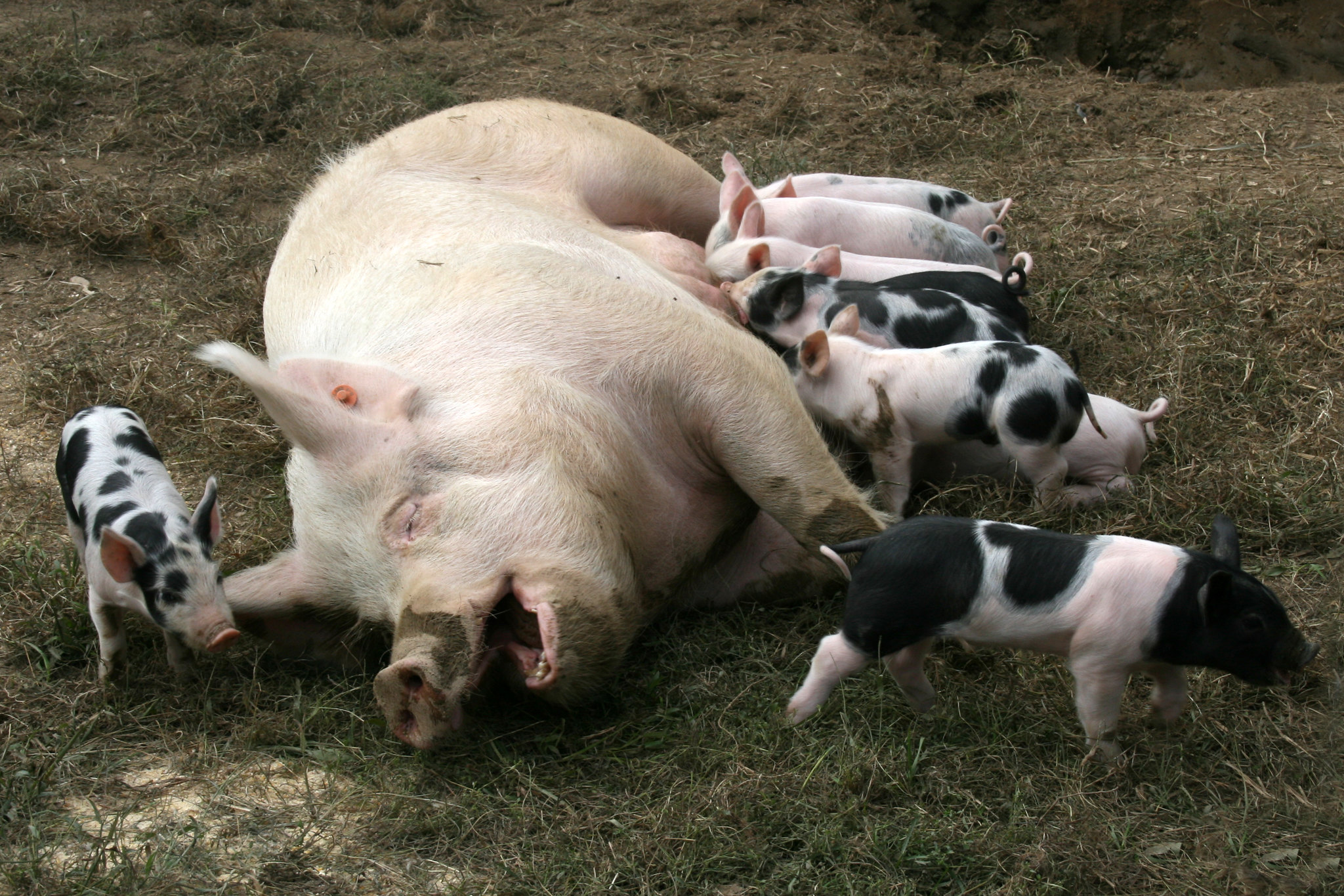 Piglets nursing their mother