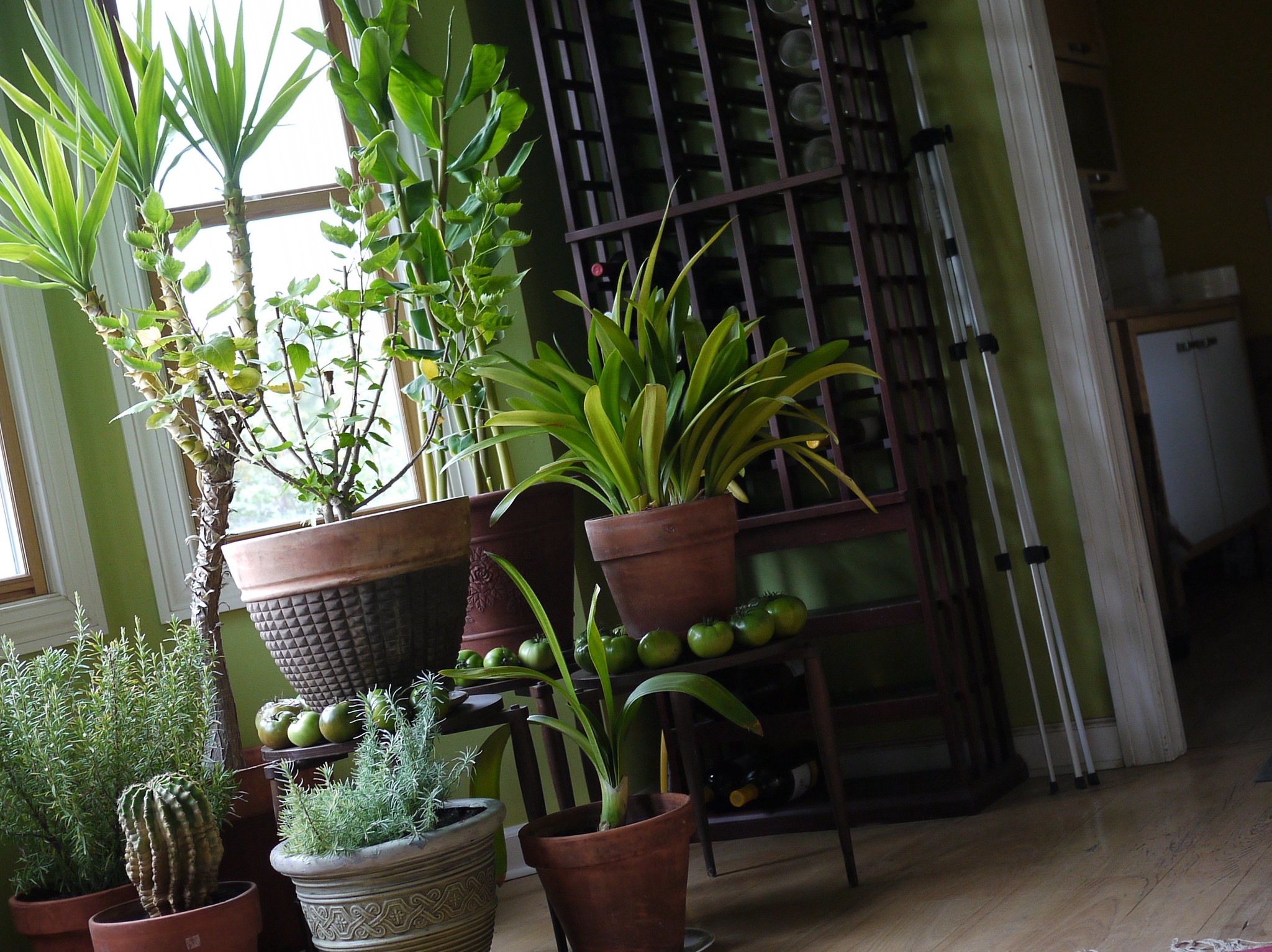 Houseplants in a grouping.