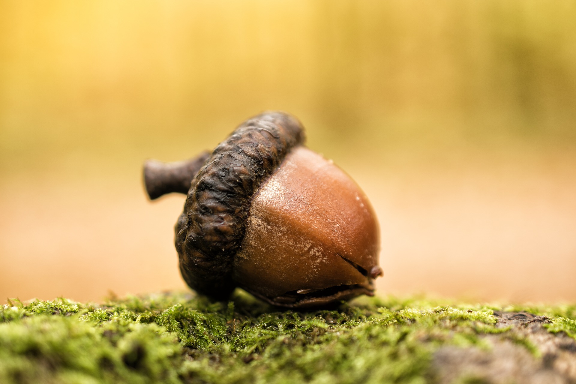 An acorn sits on a mossy log