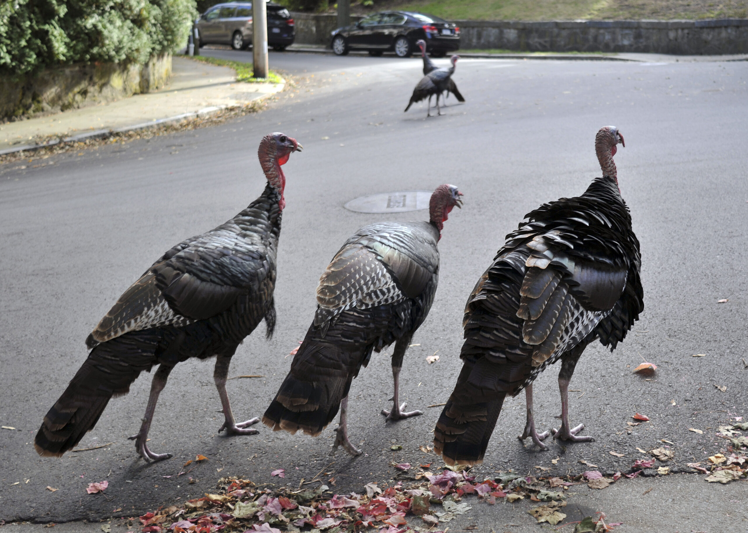 Triumph of the turkeys: Wild birds flourish in Wisconsin cities and suburbs
