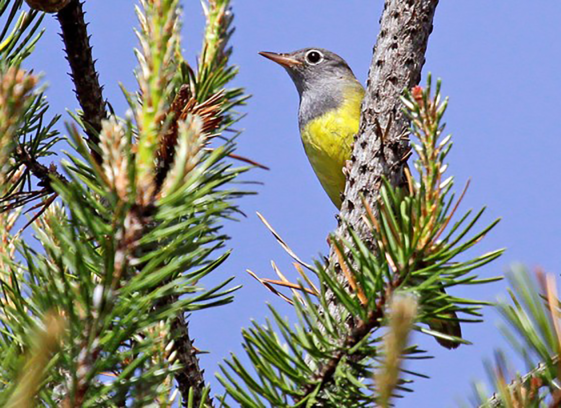 As deforestation threatens the songbird, Wisconsin works with partners to stave off further decline