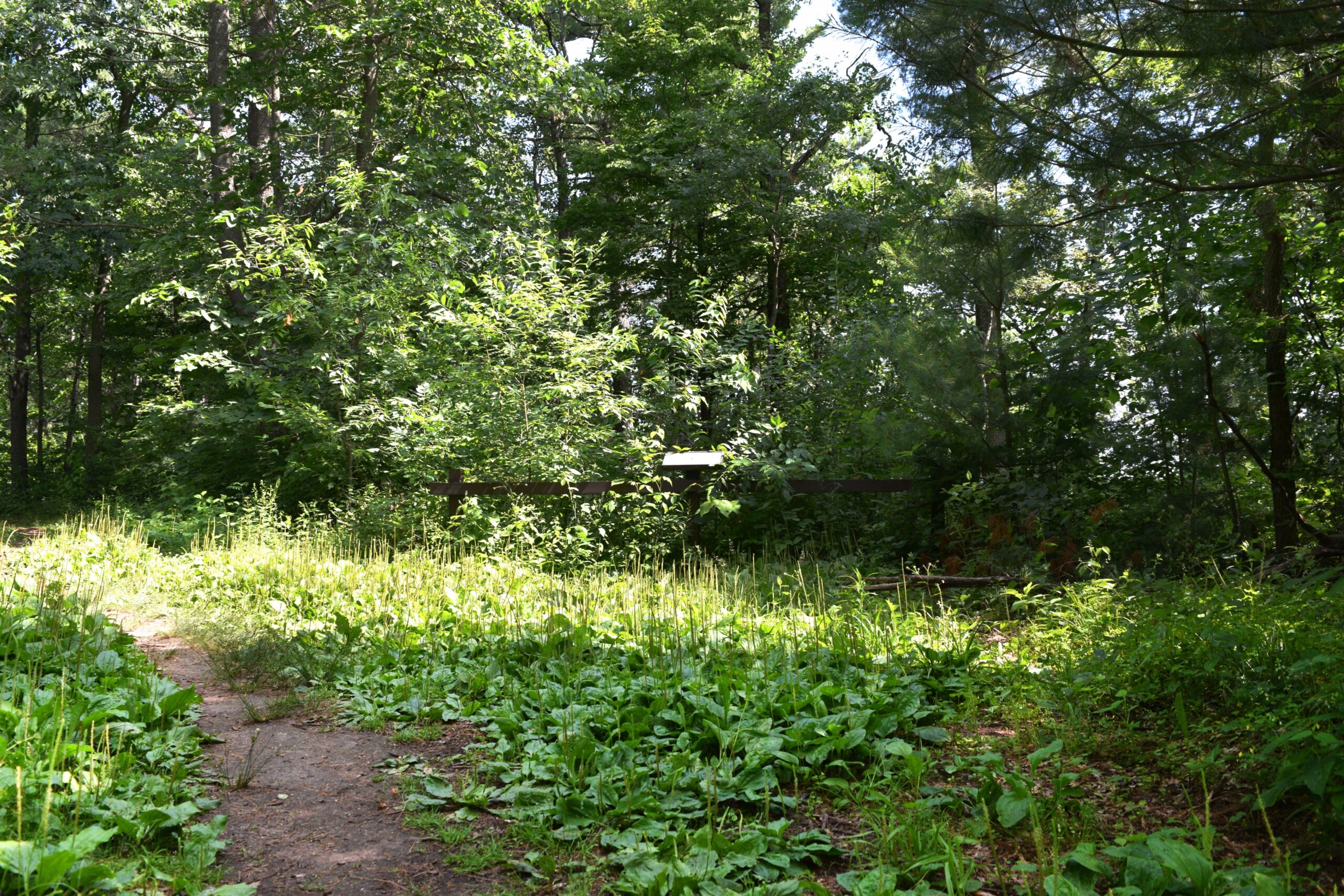An unpaved path along the Lake Trail at Lake Wissota State Park bypasses an effigy mound, a sacred burial site that dates back more than 1,000 years