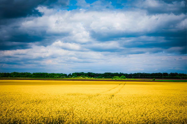 A blue sky overlooking a field of yellow crops reminiscent of the Ukraine national flag.