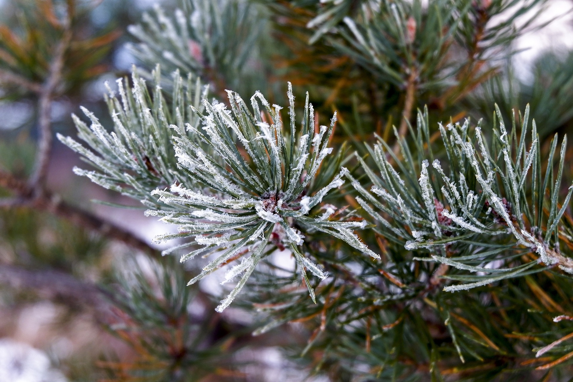A branch of a pine tree with snow on it