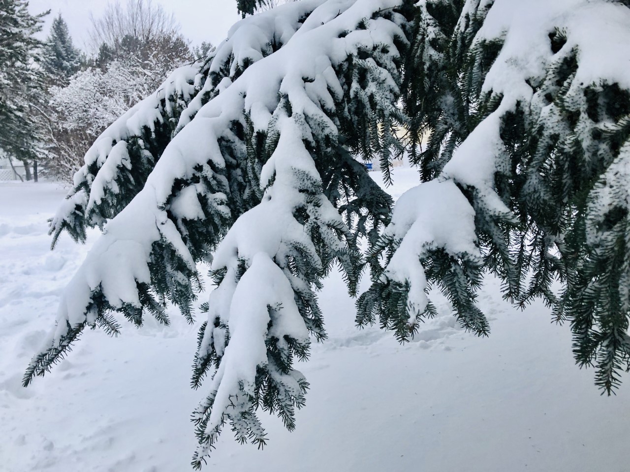 A snow covered tree branch