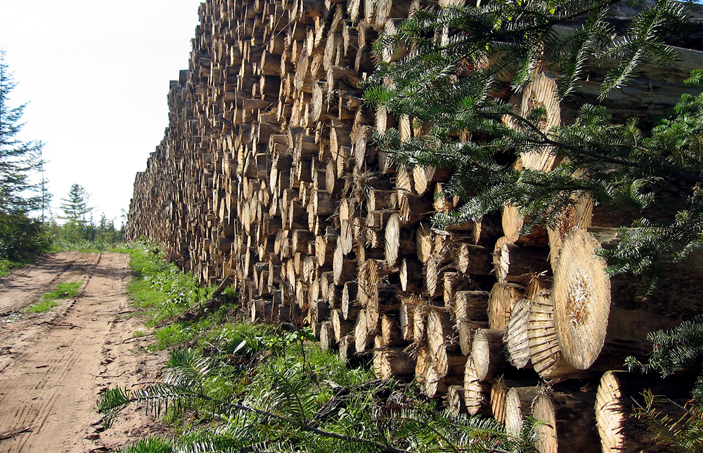 a lumber yard in Florence
