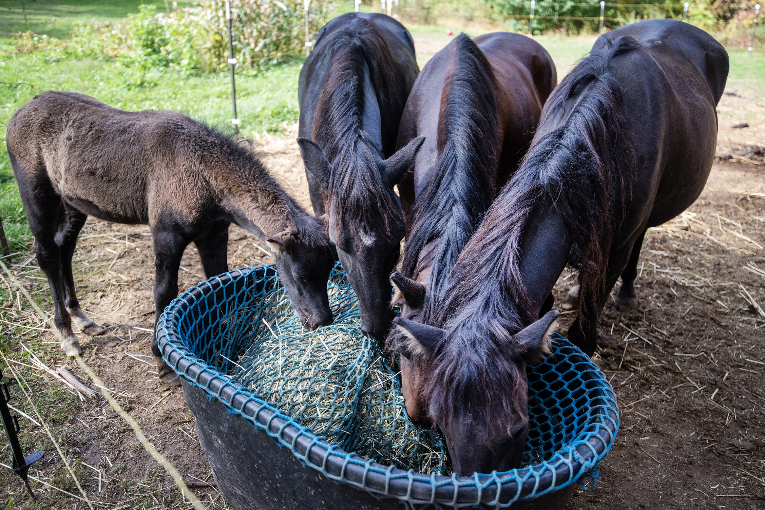Ojibwe ponies eat out of a blue trough.