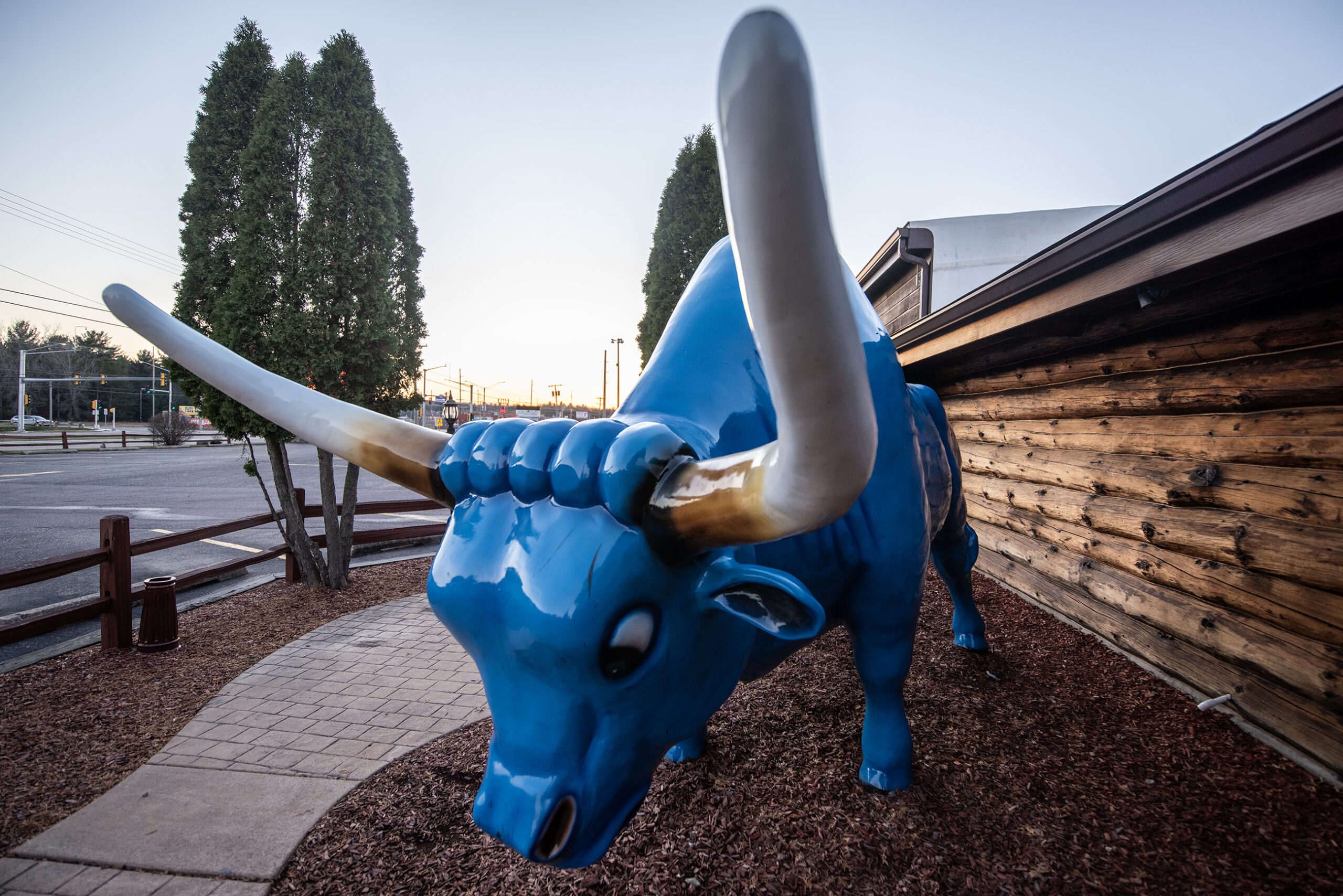 A blue ox with long white horns is displayed outside.