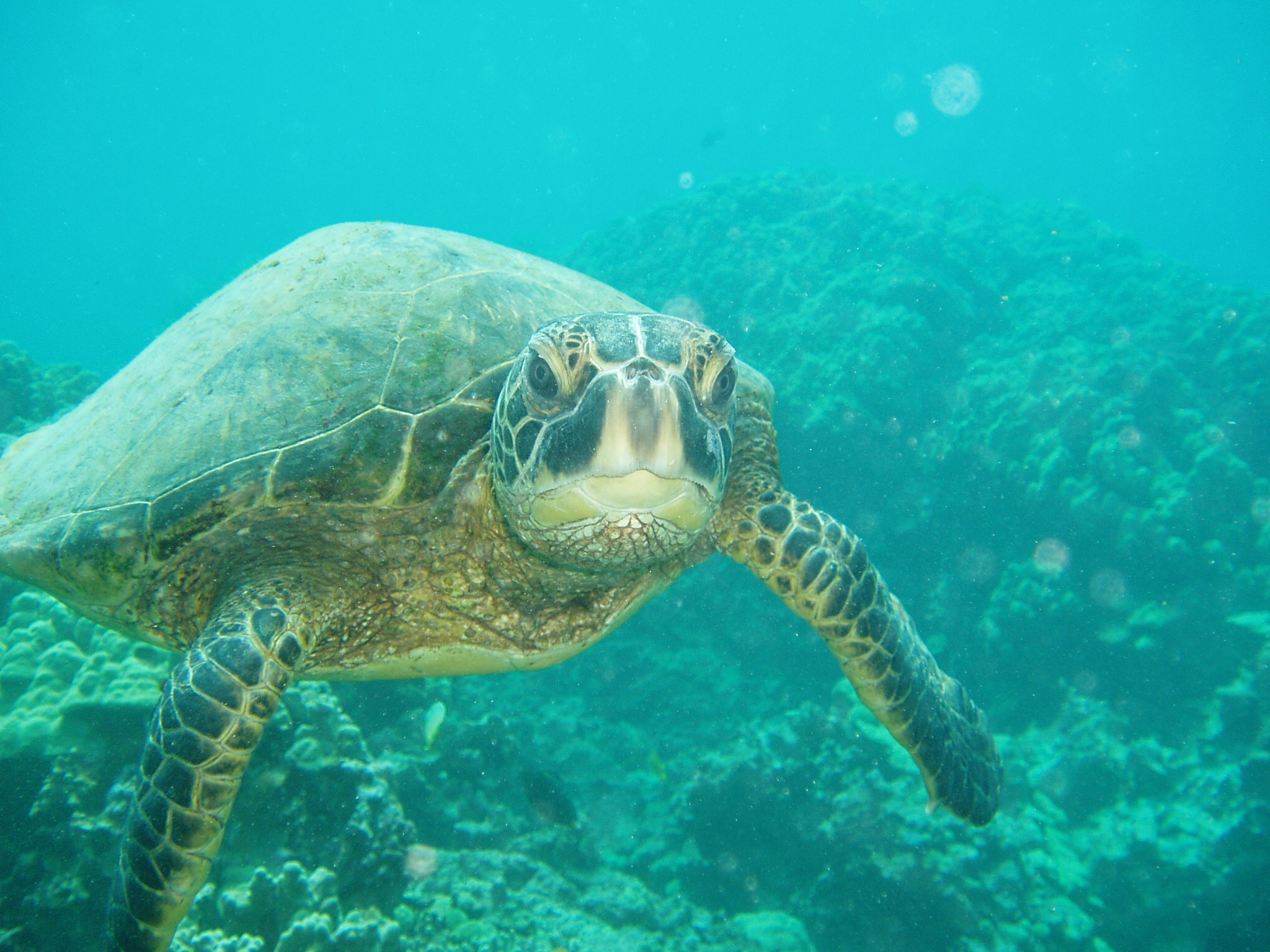 A green sea turtle swimming in the ocean