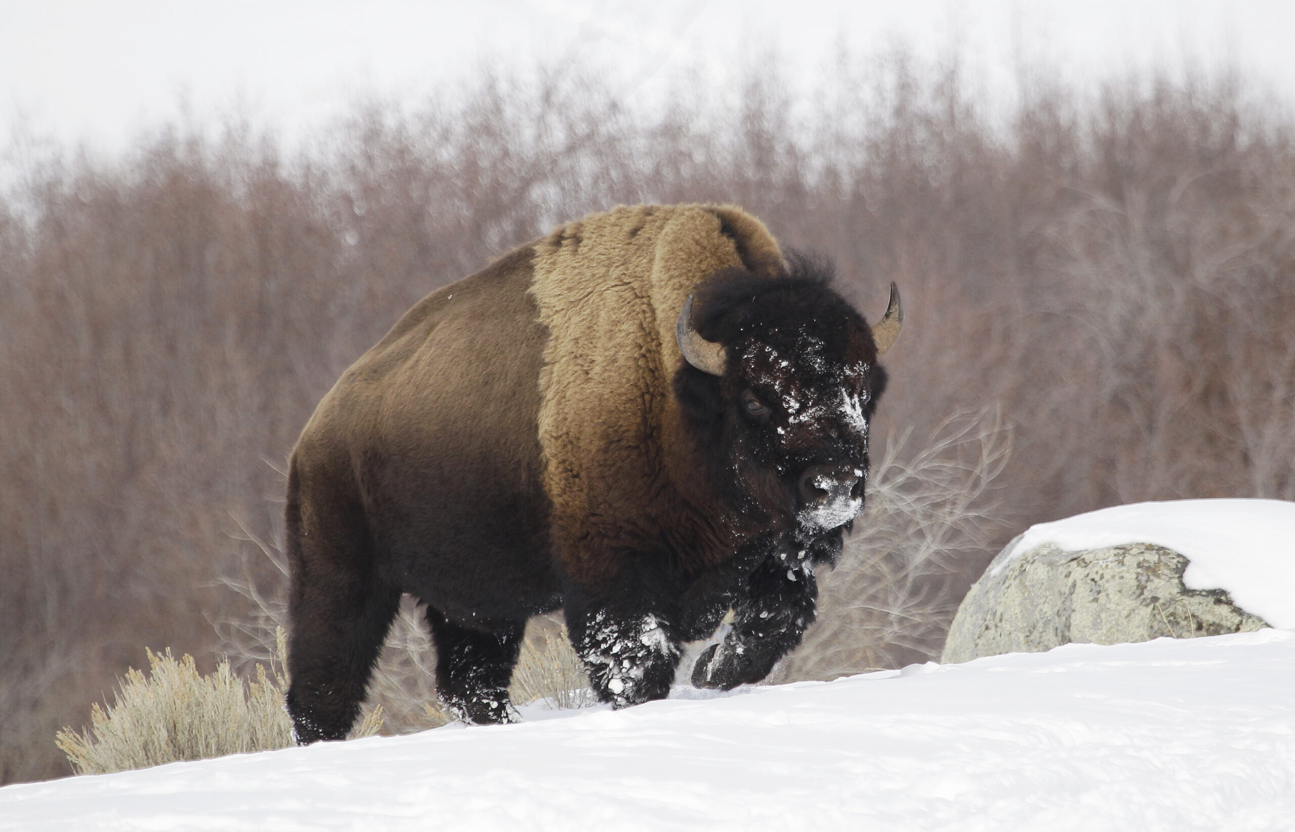 A bison runs in the snow