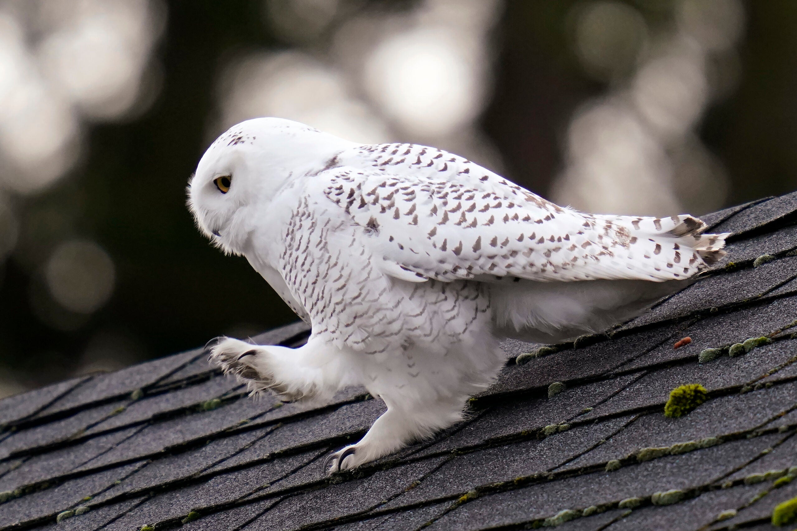 a white snowy owl going down a roof on top of a house