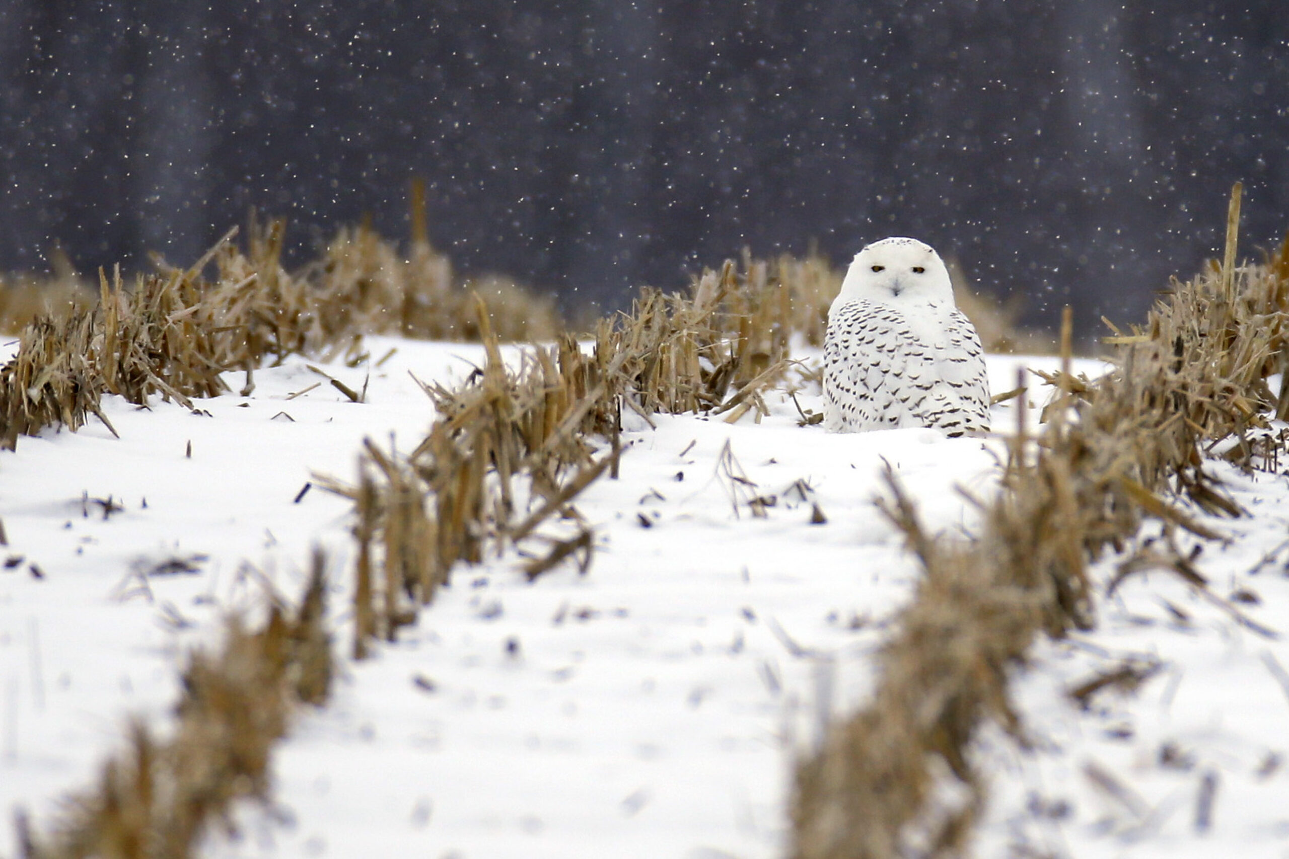 A white snowy owl sits in the snow in a field