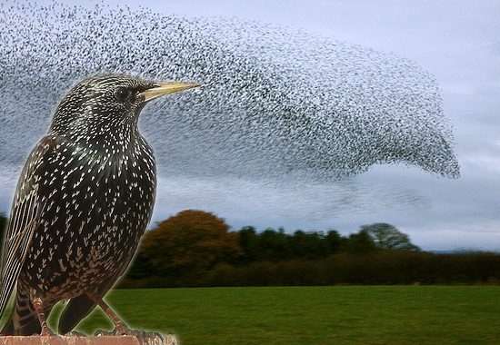 Why Do Birds Flock, Sing, and Play