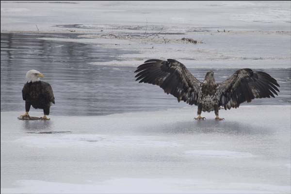 Two eagles fishing on the Black River in Wisconsin.