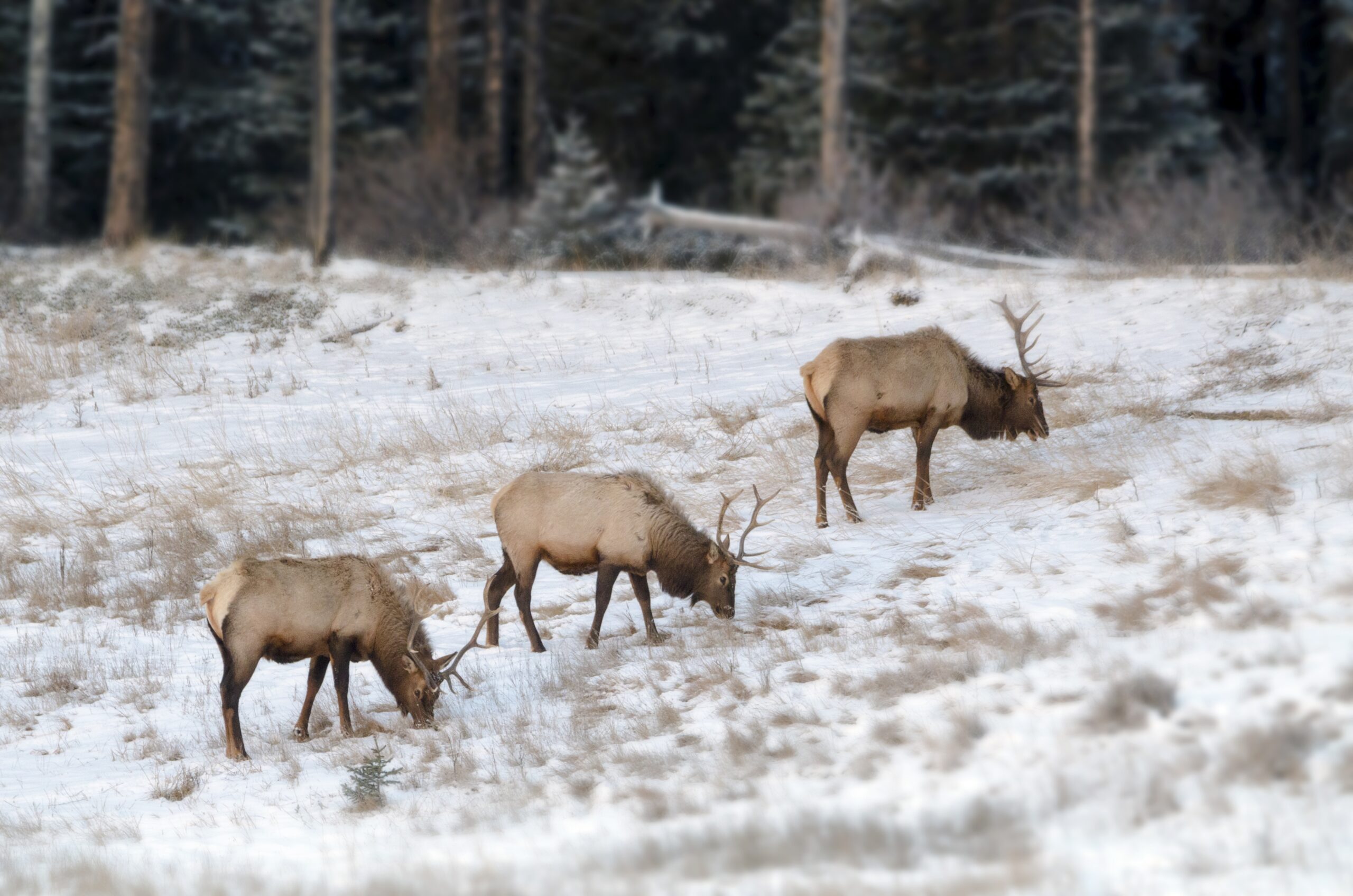DNR investigates killings of Black River Falls elk