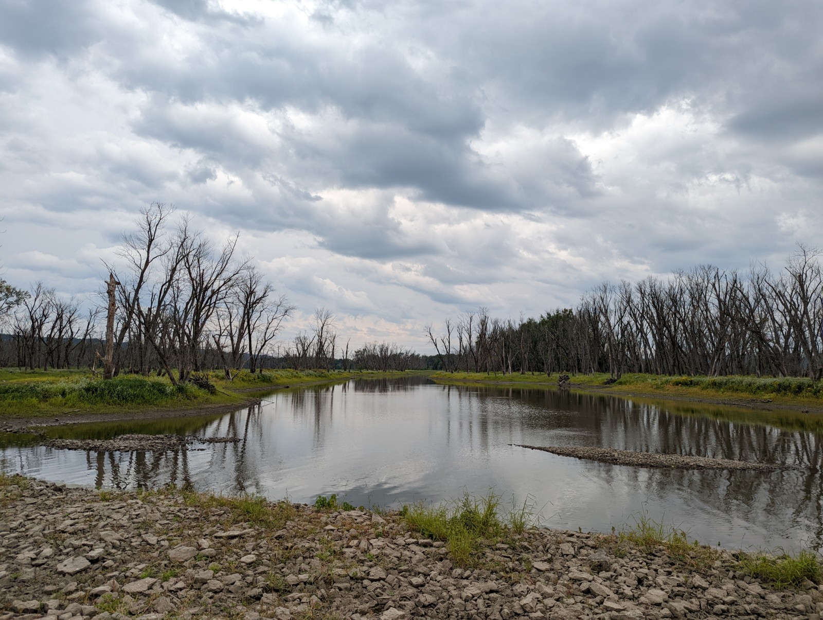 ghost trees on the Mississippi River