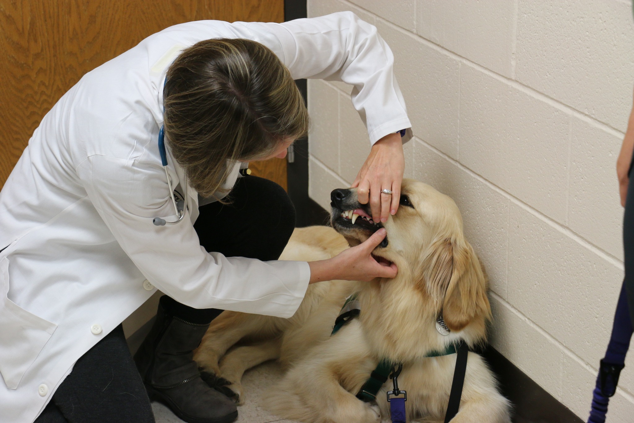 Wisconsinites feel the effects of national veterinarian shortage