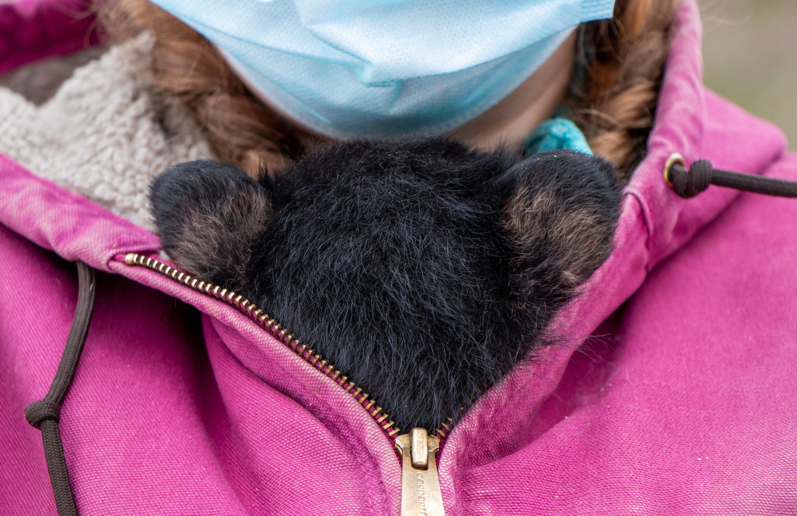 Bear cub being kept warm
