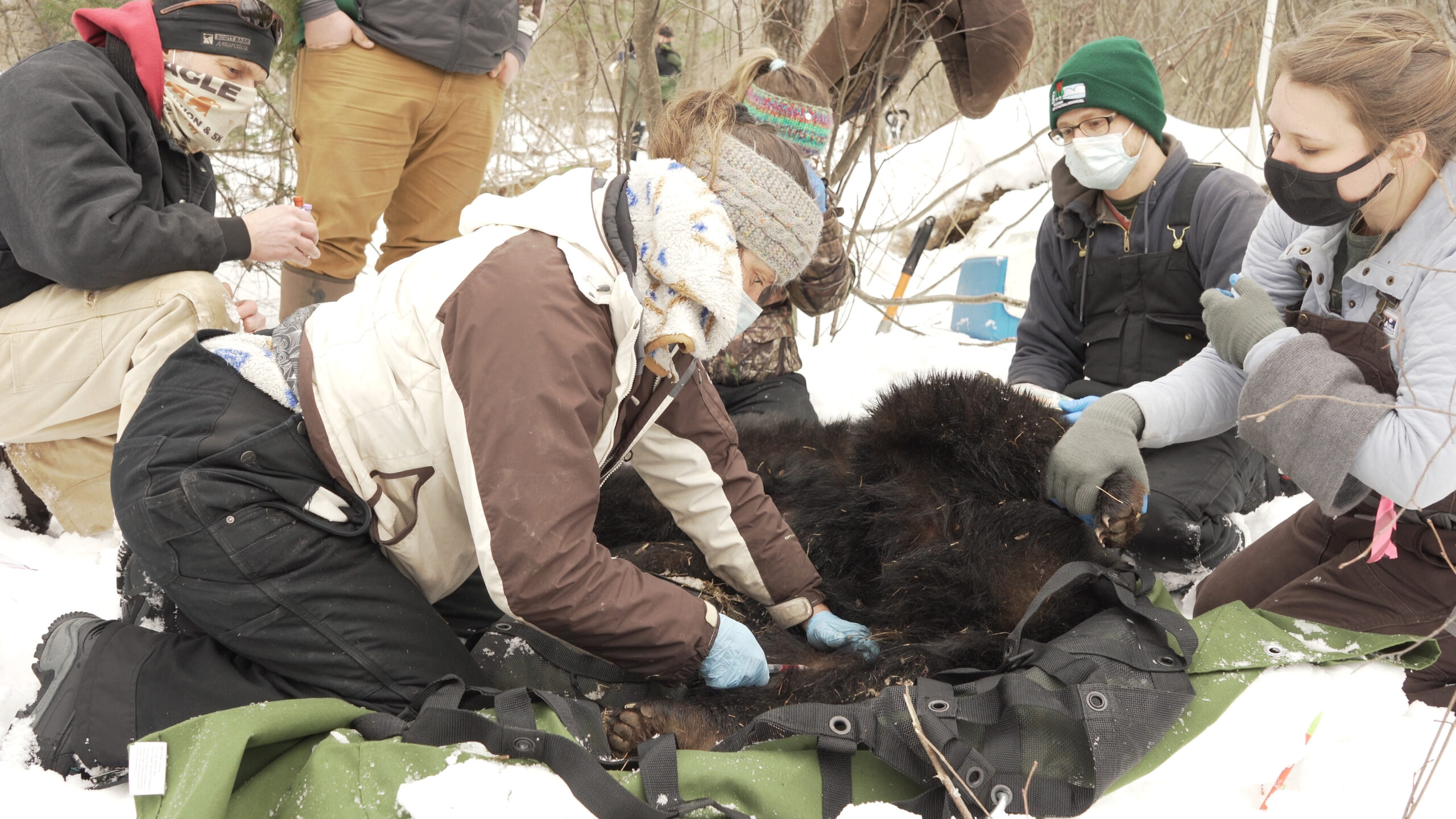 DNR working on sows