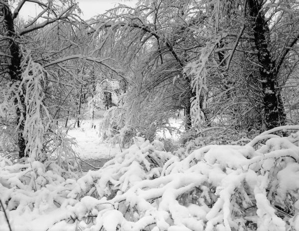 Winter scene with a cluster of trees with limbs, some bowed down, covered with heavy snow, 1941. Wisconsin Historical Society