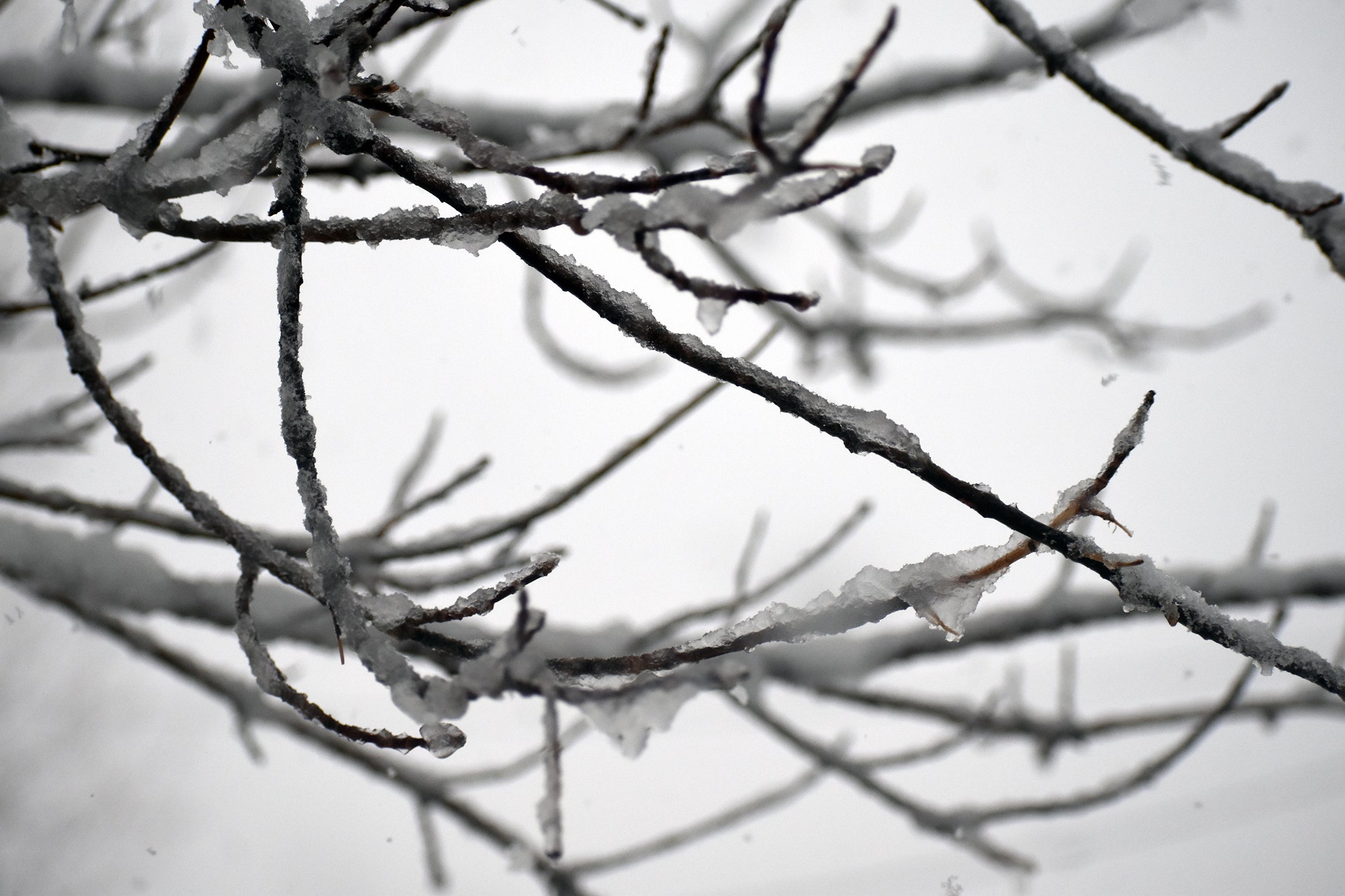 Ice covers trees in Twin Ports