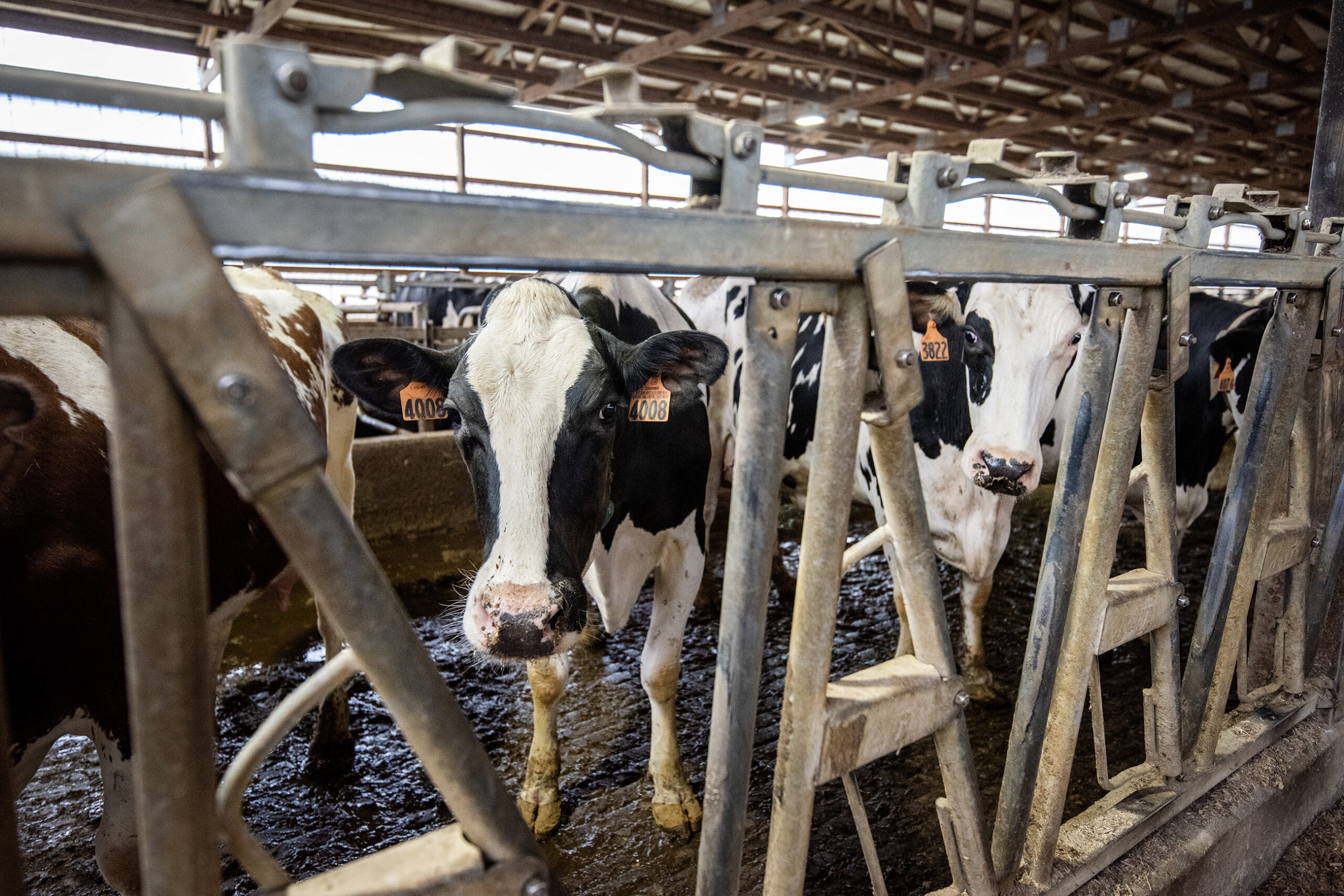 Holstein cows with ear tags are seen from behind a barricade in a barn.