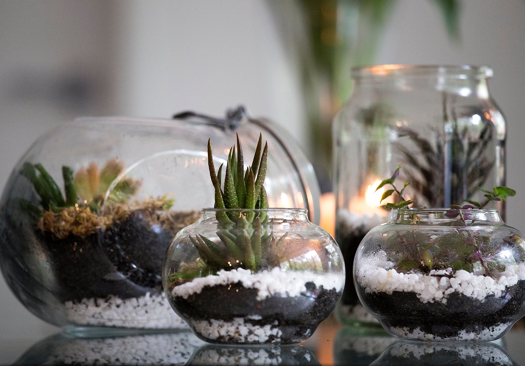 Grouping of small terrariums.