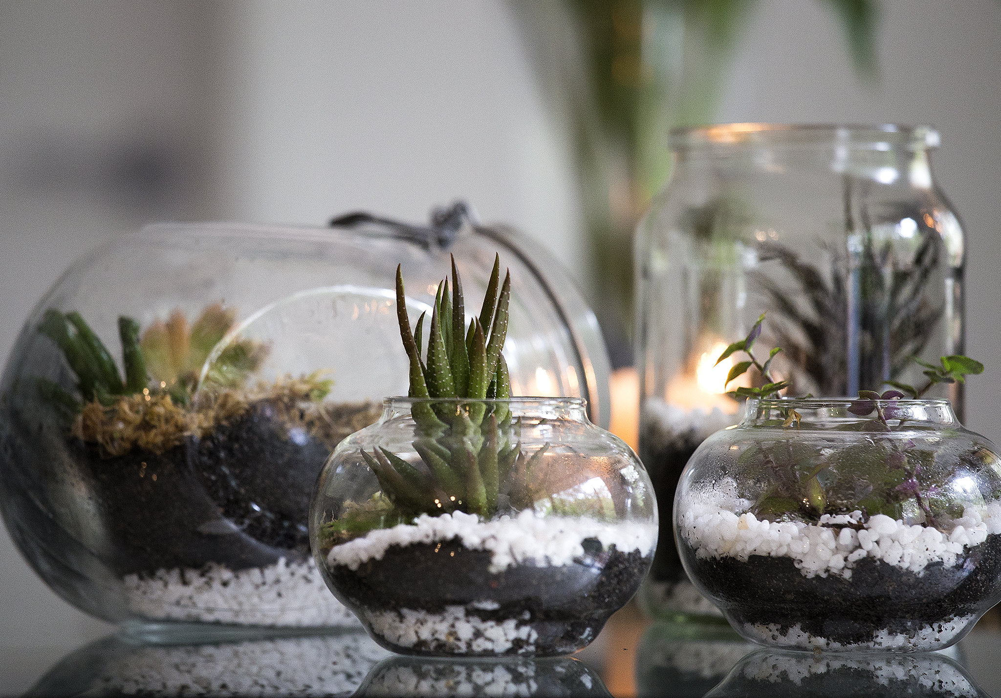 Grouping of small terrariums.