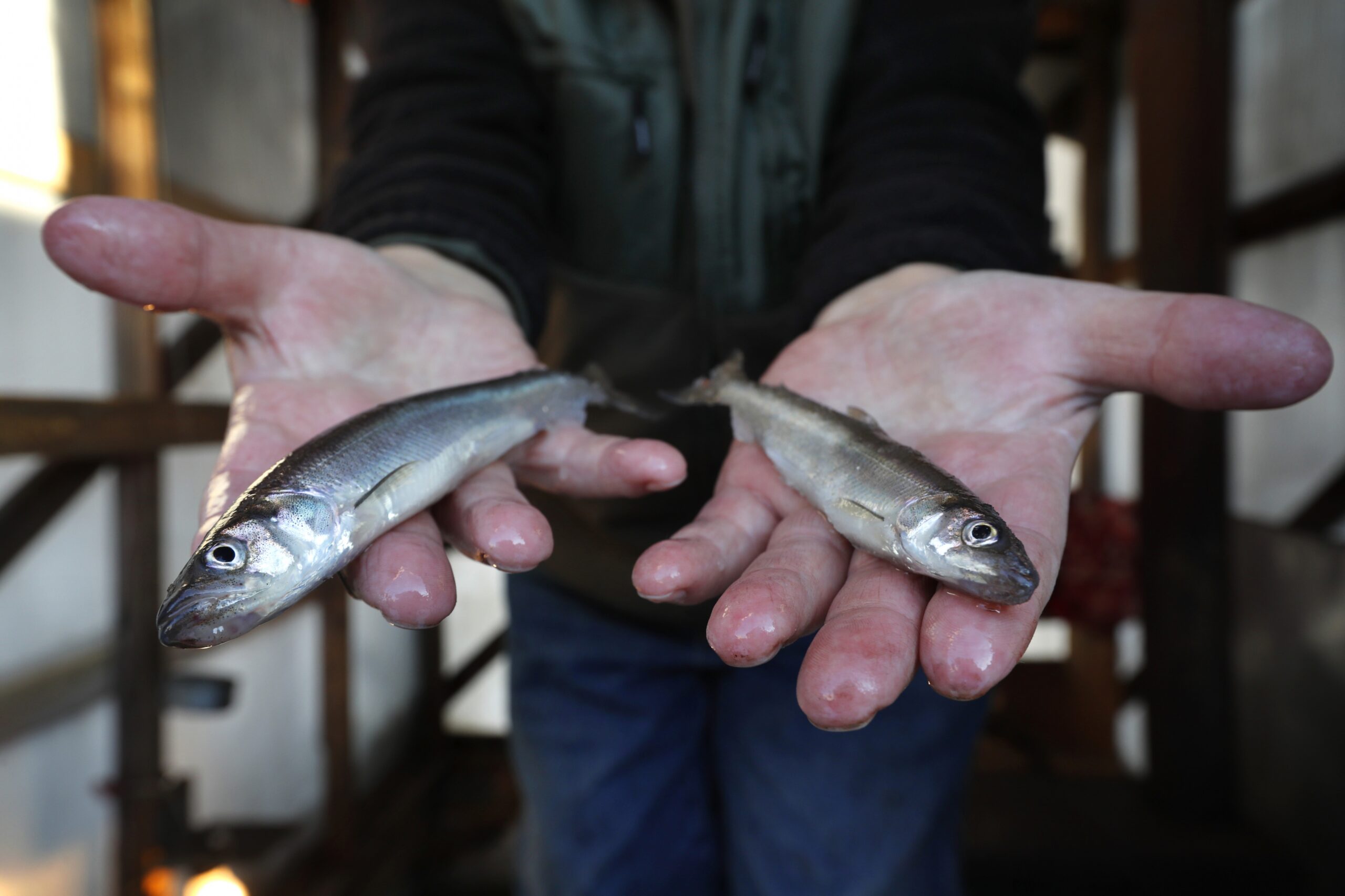 A pair of rainbow smelt are held by a fisherman